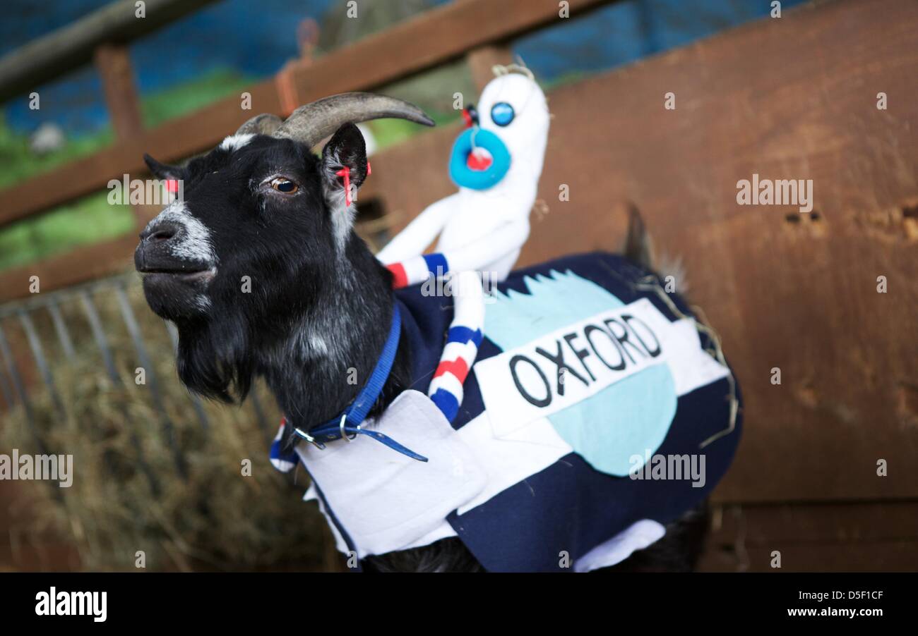 Londra, Regno Unito. Il 31 marzo 2013. Bella, in rappresentanza di Oxford, pone per fotografi dopo la perdita di Barney alla quinta edizione di Oxford e Cambridge "Gara di capra' a Spitalfields CIty Farm a Londra, Gran Bretagna. Barney, rappresentante di Cambridge, ha vinto la gara con un tempo di 1 minuti e 13 secondi. George Henton / Alamy Live News. Foto Stock