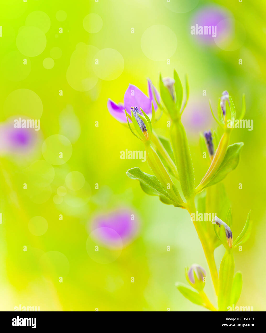 Bella viola fiori selvatici sul campo verde, soft focus, sfondo floreale, primavera la natura, il concetto di freschezza Foto Stock