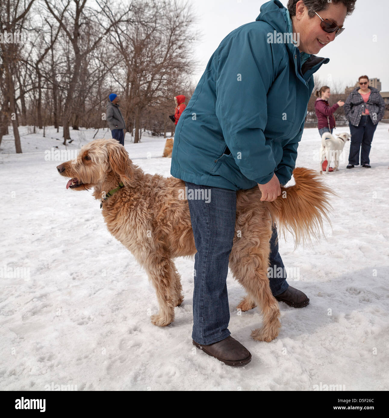 Un oro-doodle e il suo proprietario di condividere un momento a un cane locale park a Minneapolis. Foto Stock