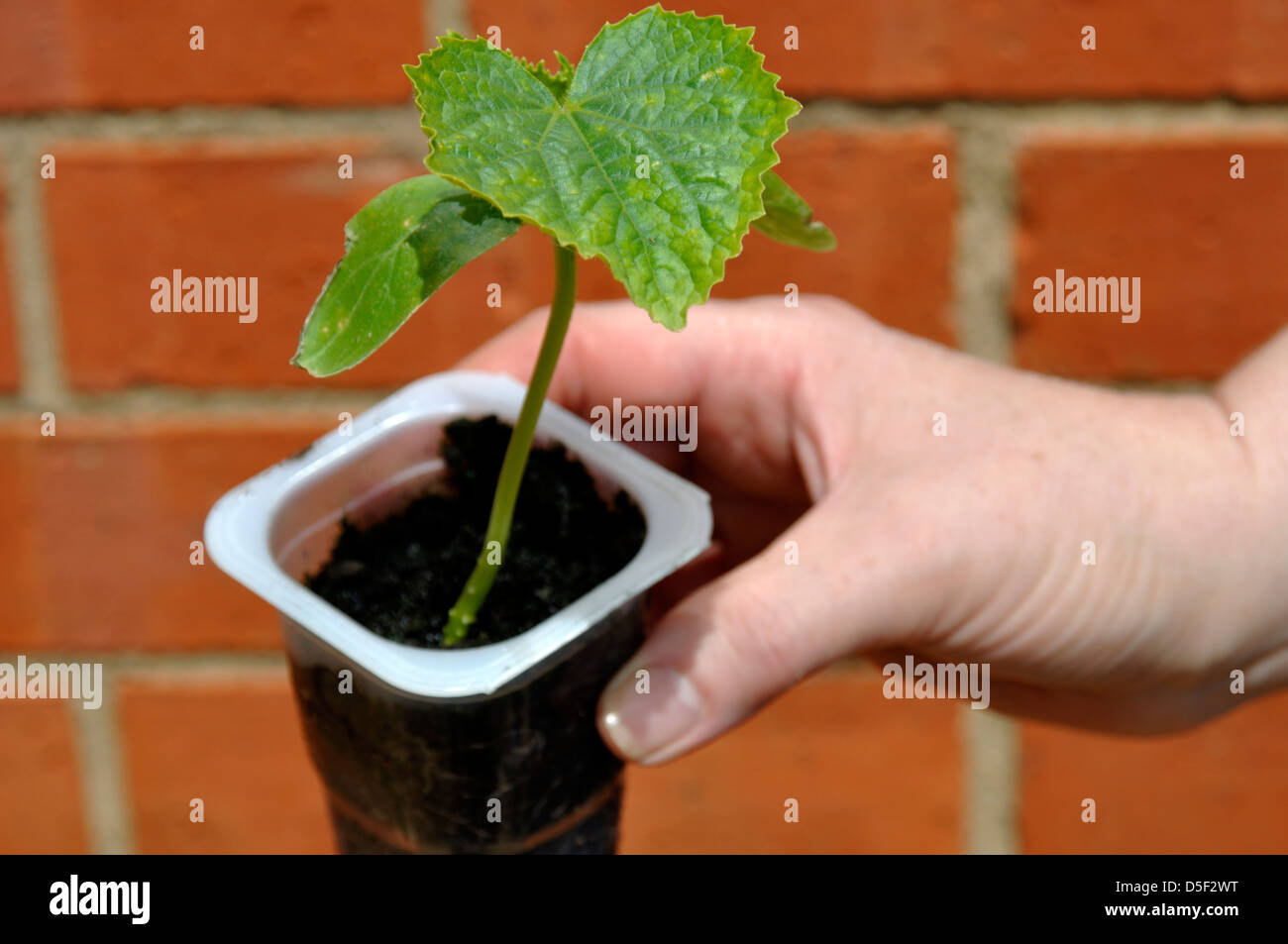 Organico (cetriolo Cucumis sativus) impianto - Picolino F1 varietà ibrida Foto Stock