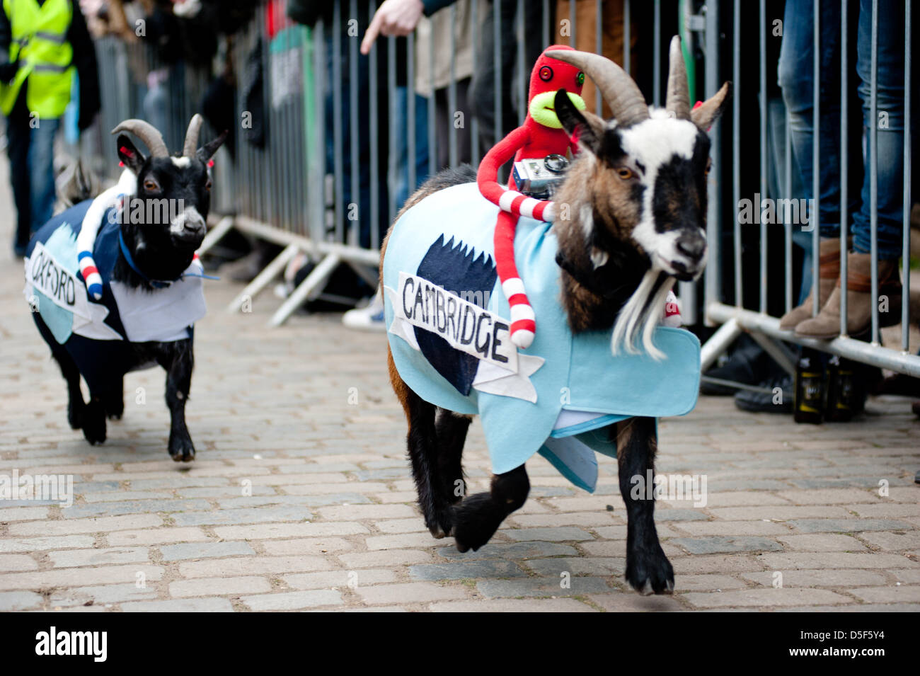 London, Regno Unito - 31 Marzo 2013: Il quinto annuale Oxford e Cambridge gara di capra avviene a Spitalfields City Farm. Foto Stock