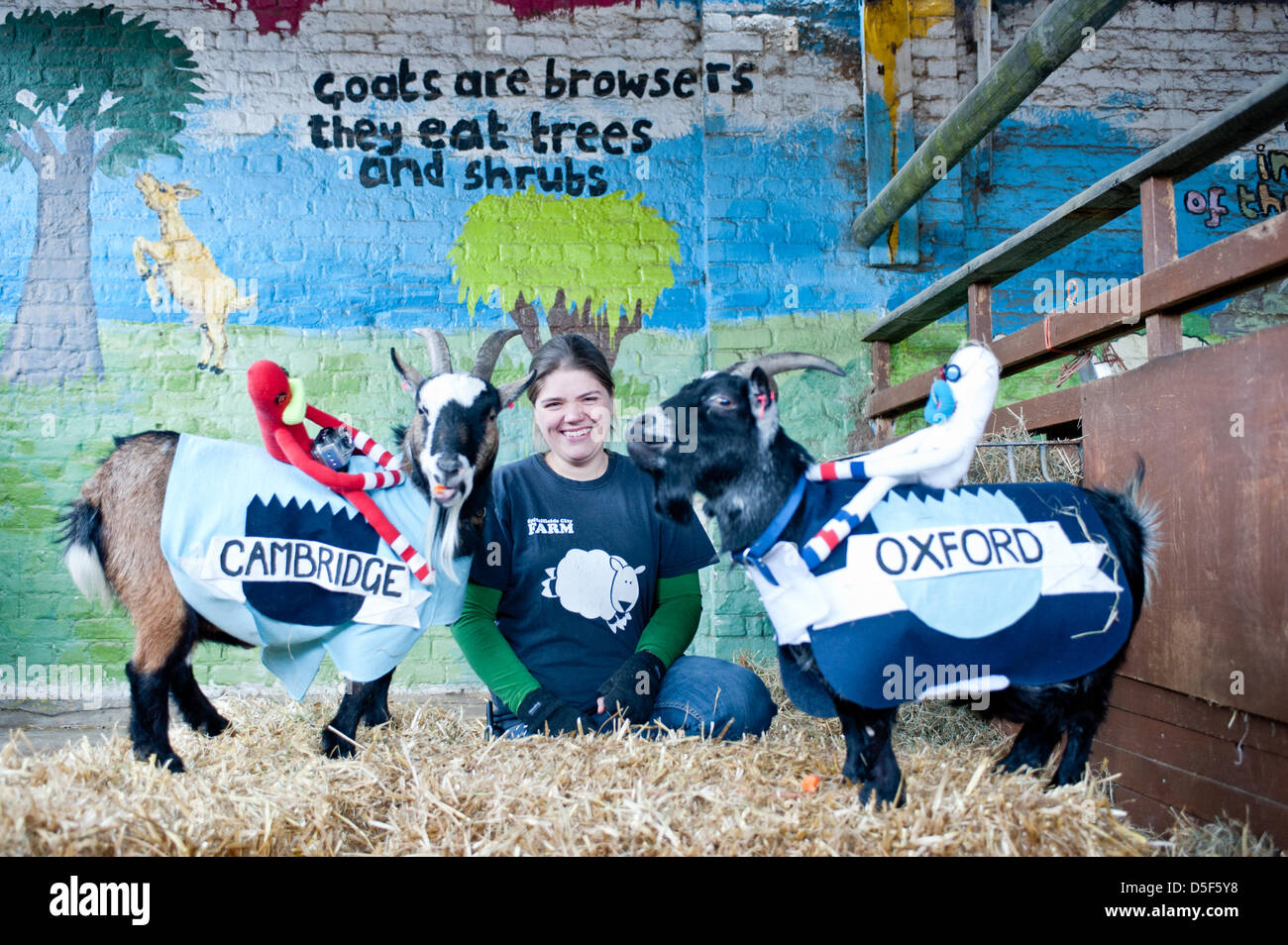 London, Regno Unito - 31 Marzo 2013: Il quinto annuale Oxford e Cambridge gara di capra avviene a Spitalfields City Farm. Foto Stock