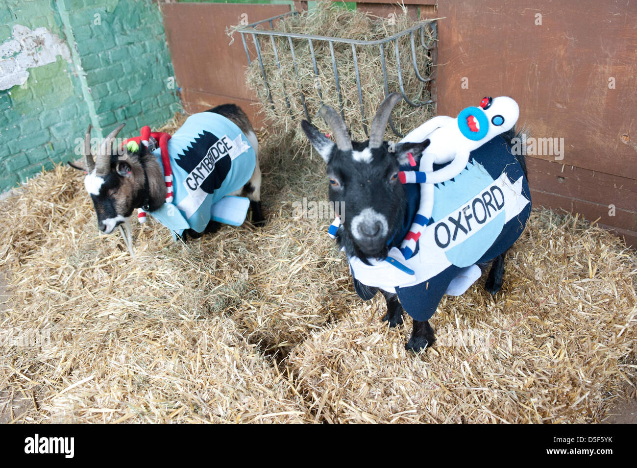 London, Regno Unito - 31 Marzo 2013: Il quinto annuale Oxford e Cambridge gara di capra avviene a Spitalfields City Farm. Foto Stock