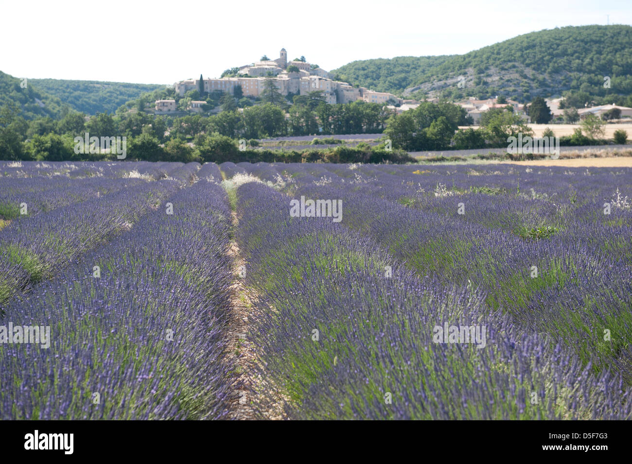 Campi di lavanda in estate, Provenza Foto Stock