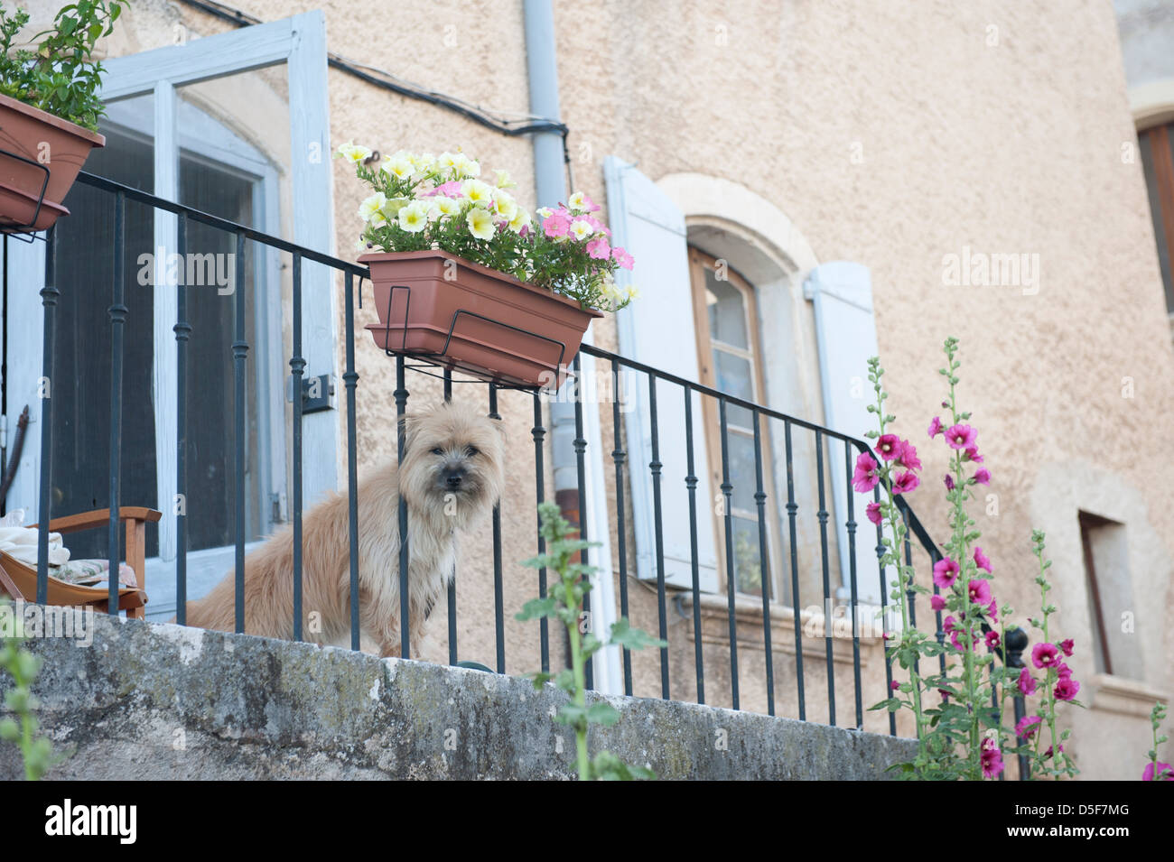 Dog spingendo attraverso il portico ringhiere, Provenza, Francia Foto Stock