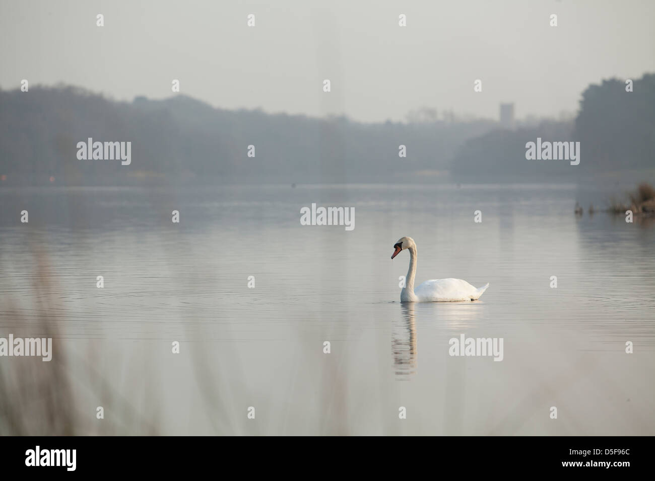 Un lone swan nuoto. Foto Stock