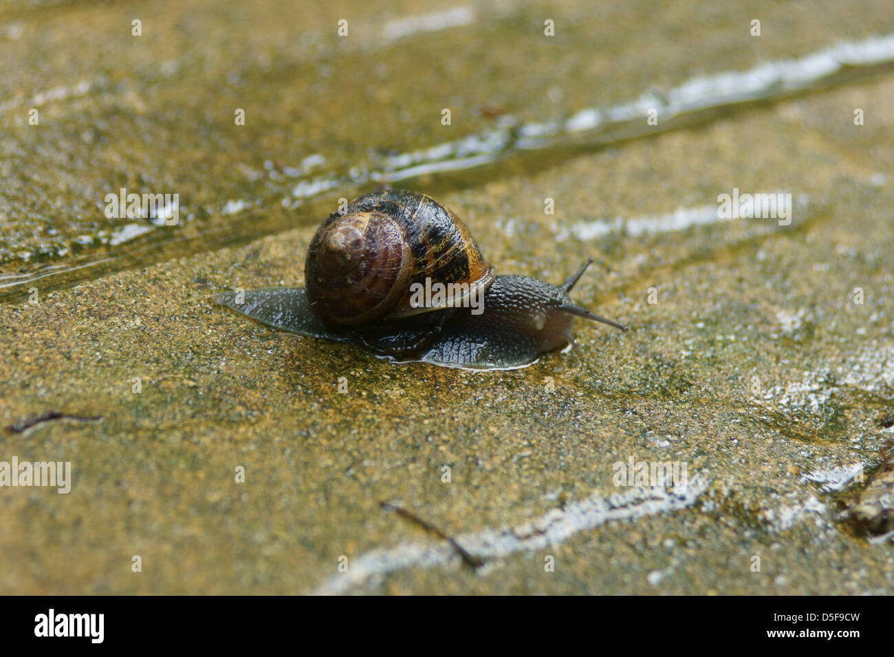 Lumaca di acqua di pioggia slug percorsi di liquido al di fuori delle pietre Foto Stock