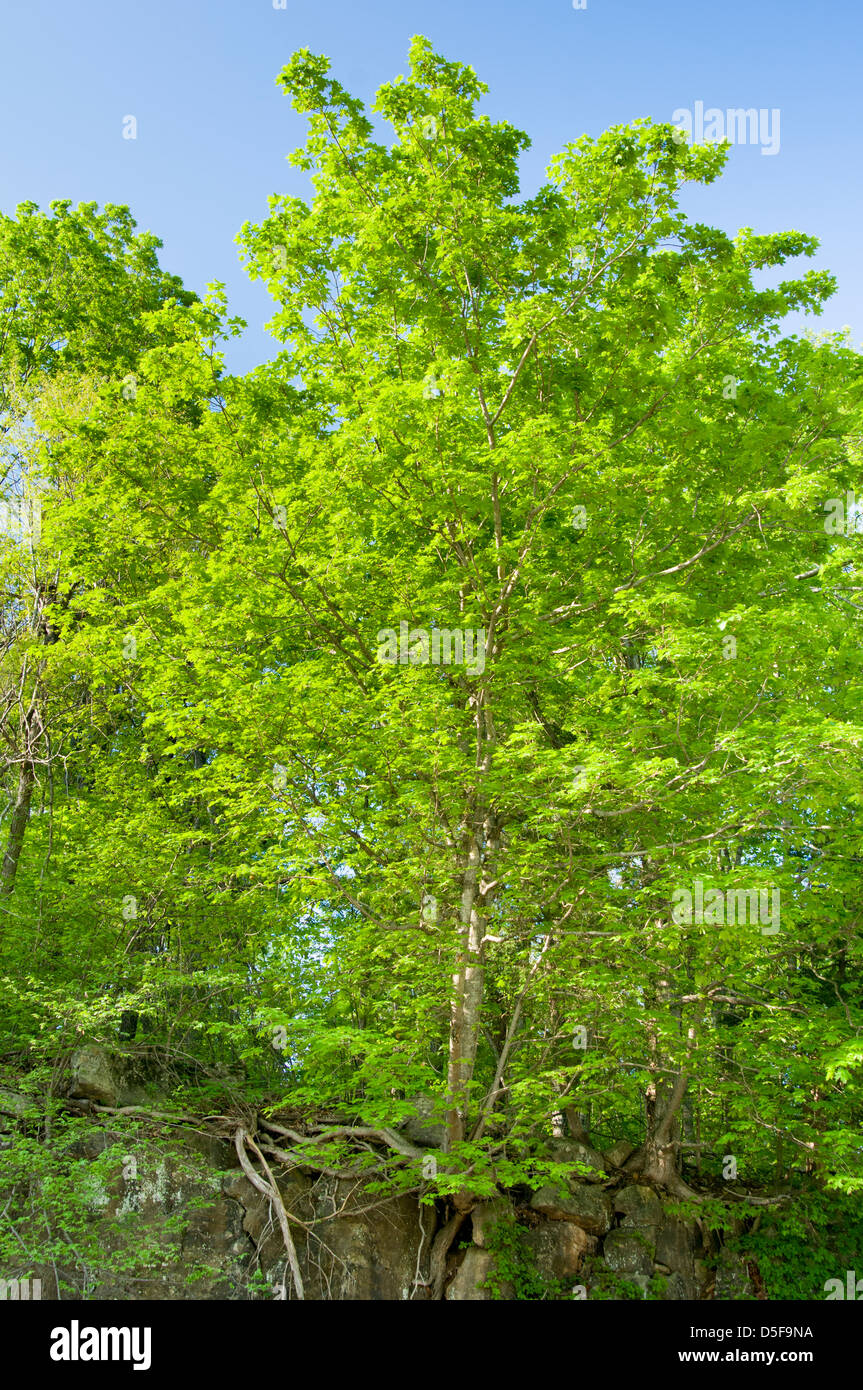 Piante verdi in primavera su alberi forestali nei monti Ozark dell'Arkansas. Foto Stock