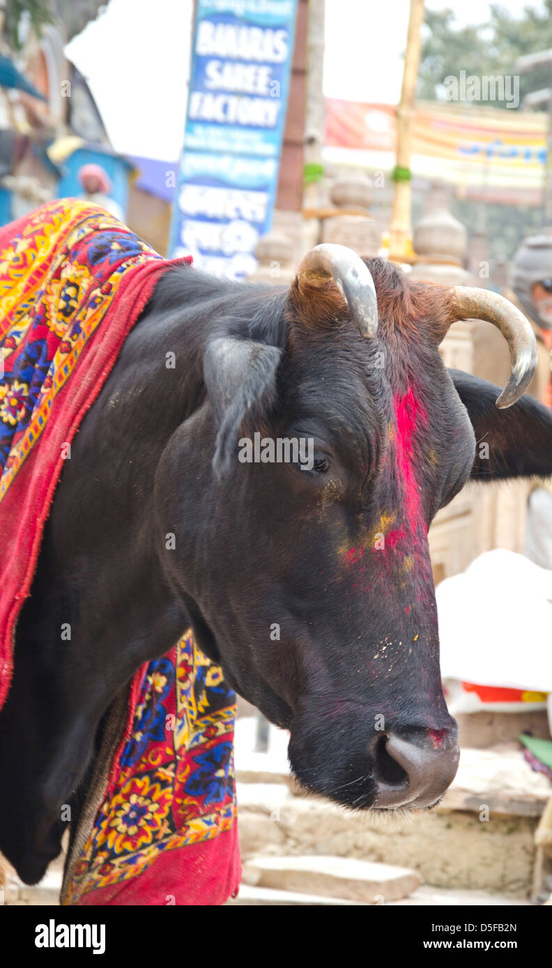 Vacca sacra di Varanasi city street, India Foto Stock