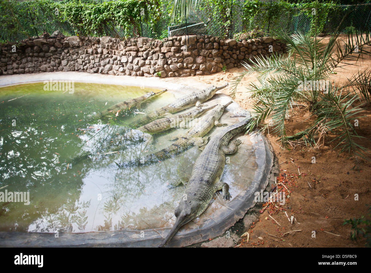 Coccodrilli in uno zoo di Chennai, nello Stato del Tamil Nadu, India Foto Stock