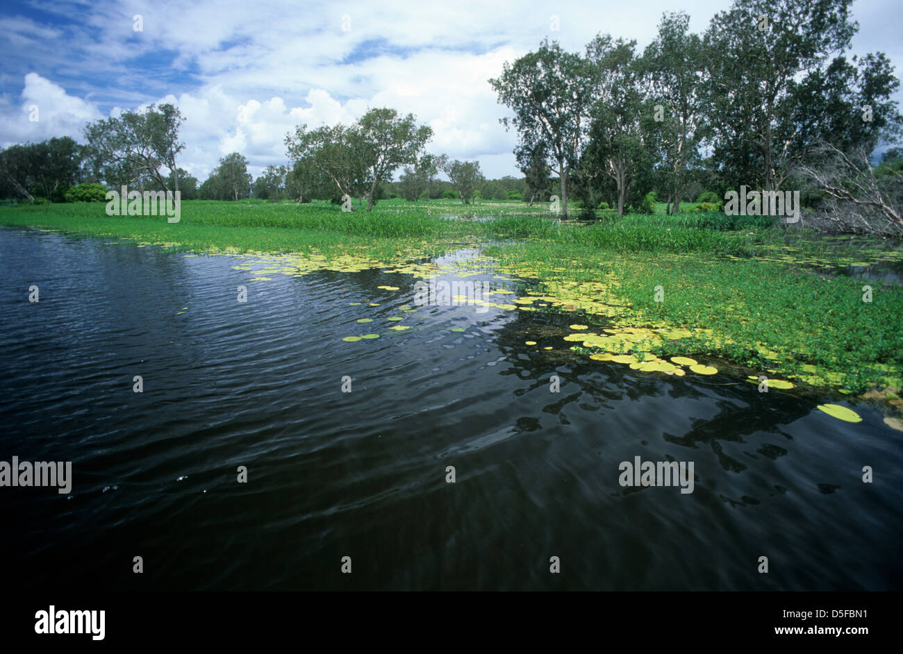 Australia, Territorio del Nord, il parco nazionale Kakadu e vista sul Fiume South Alligator con gigli, presi nella stagione umida. Foto Stock