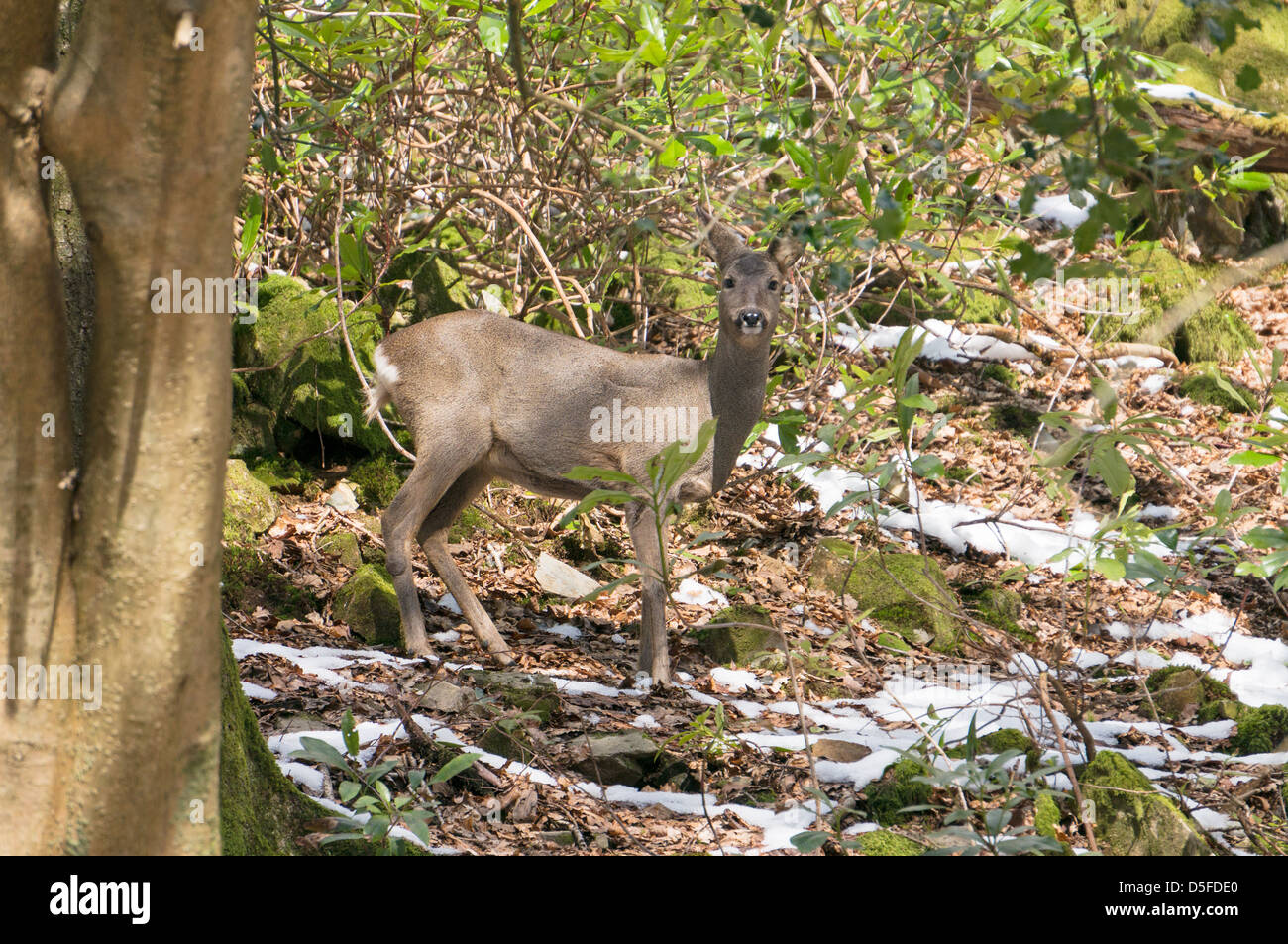 Un selvaggio caprioli visto vicino a Grasmere Lake District Cumbria Inghilterra England Regno Unito Foto Stock