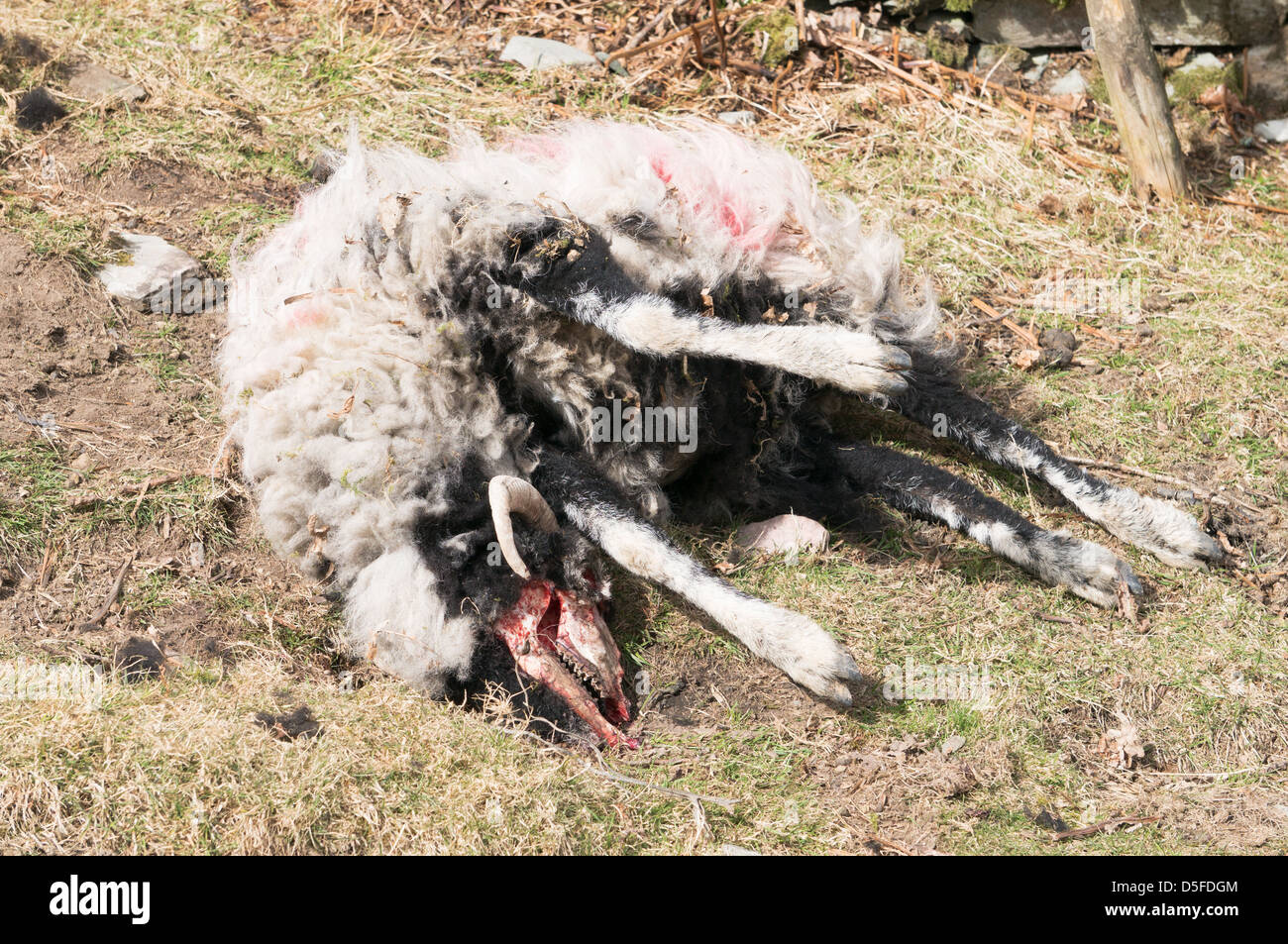 Pecora morta in seguito alle severe inverno meteo vicino a Grasmere Cumbria Inghilterra England Regno Unito Foto Stock