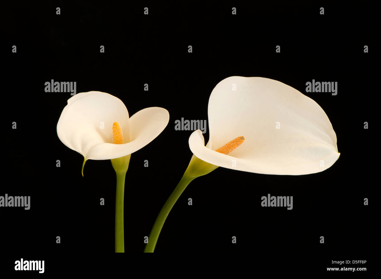 Bianco gigante arum lily o comuni o arum lily, Zantedeschia aethiopica fiori, su sfondo nero. Foto Stock
