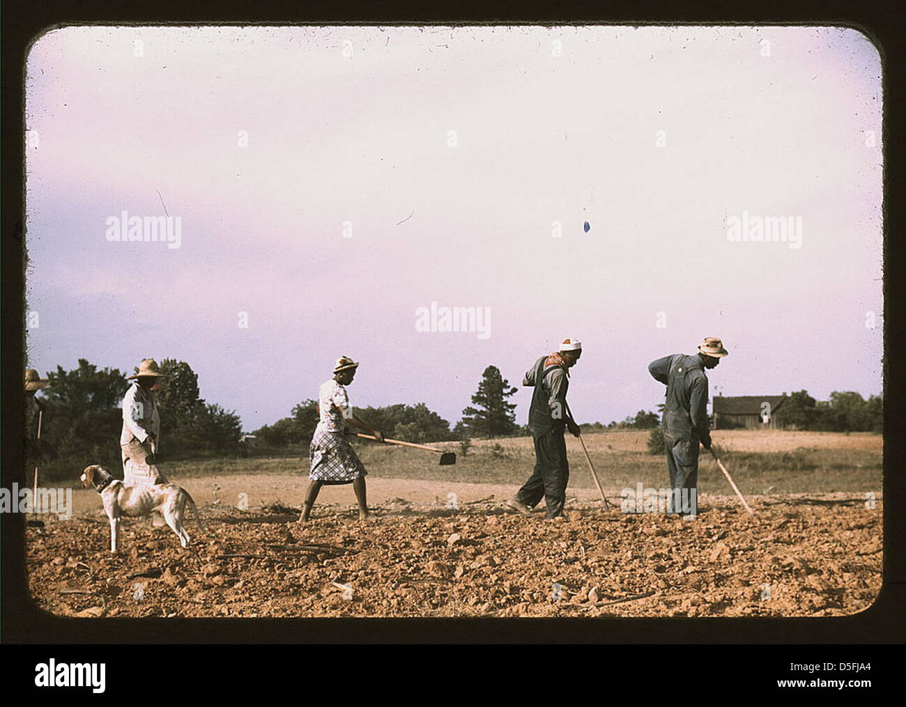 Tritare il cotone su terreno in affitto vicino a White Plains, Greene County, Ga. (LOC) Foto Stock