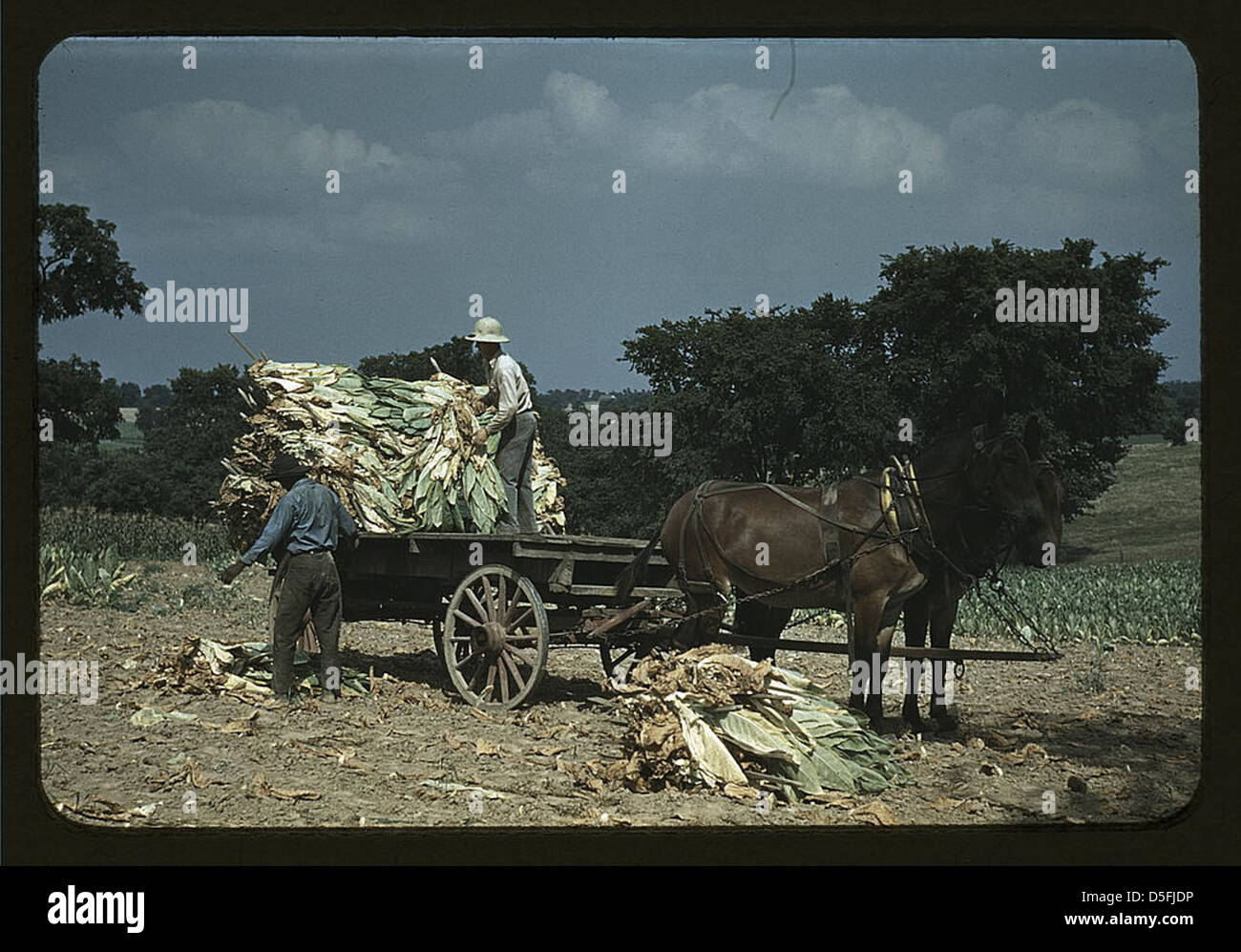 Prendendo il tabacco burley dai campi, dopo che è stato tagliato ad asciugare e curare nel fienile, nella fattoria Russell Spears', vicino a Lexington, Ky. (LOC) Foto Stock