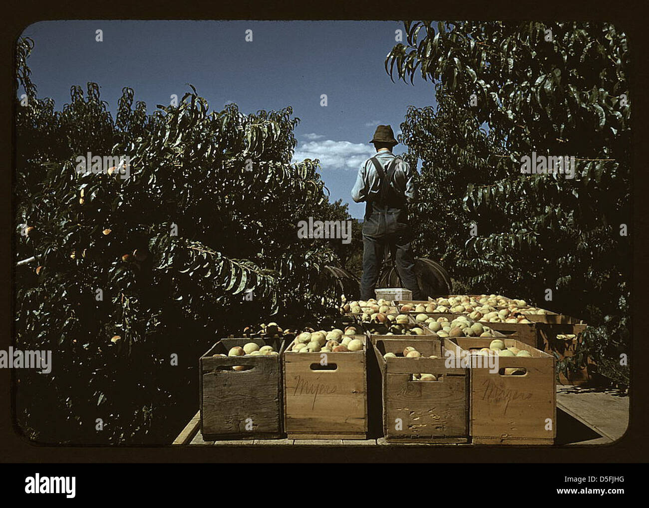 Casse di trasporto di pesche dal frutteto al capannone di spedizione, Delta County, Colo. (LOC) Foto Stock