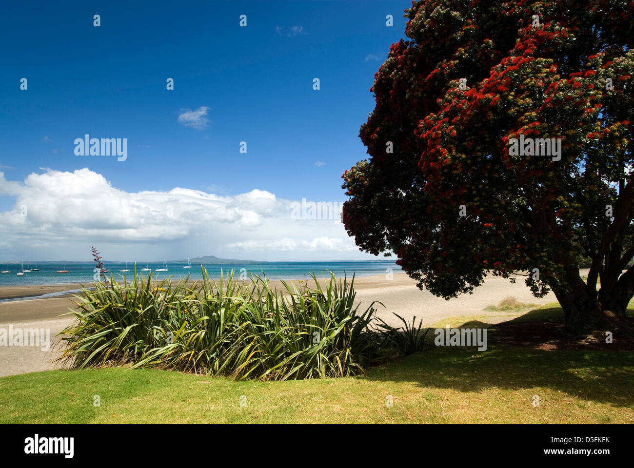 Auckland North Shore Beach con albero Pohutukawa, Nuova Zelanda Foto Stock