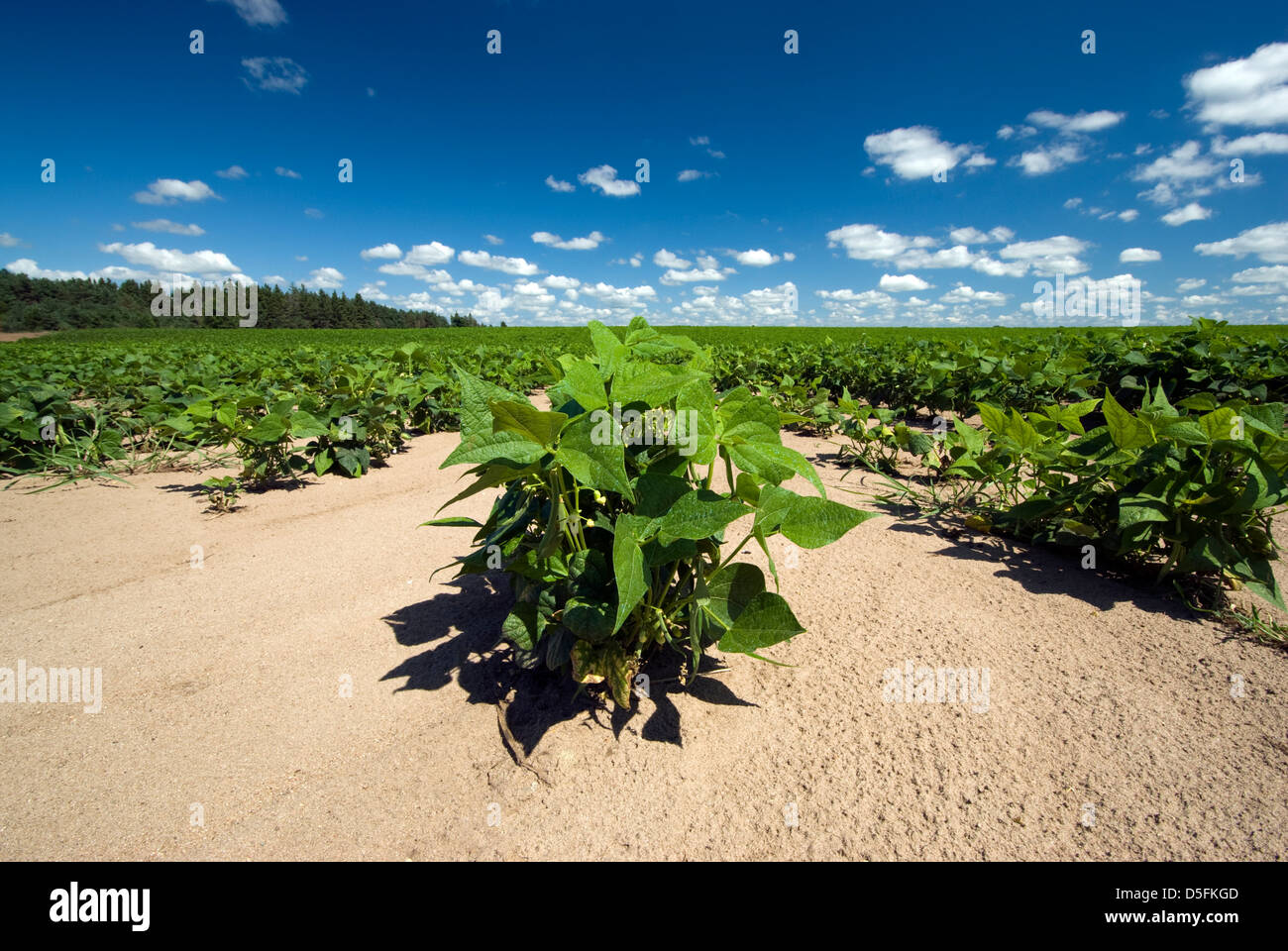 Vista dettagliata del campo di fagioli in una giornata di sole Foto Stock