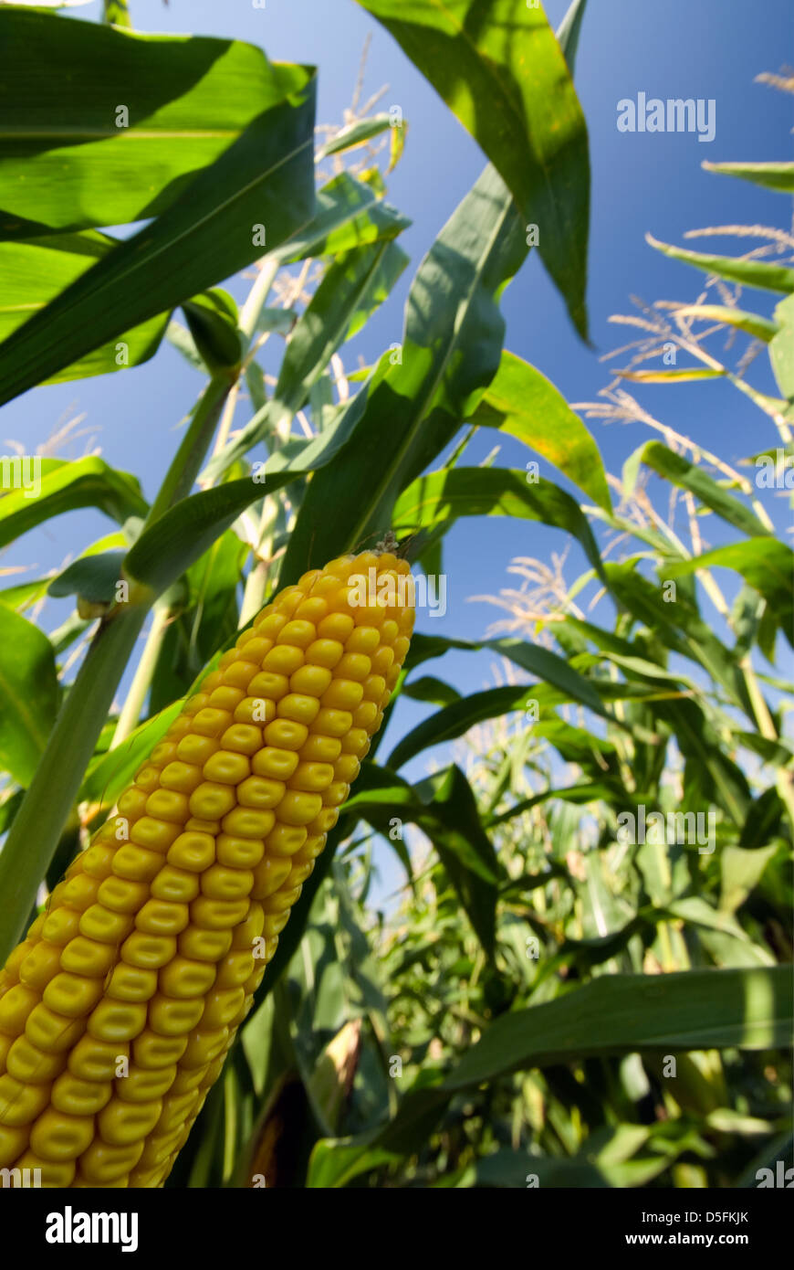 Vista dettagliata del mais in campo di grano Foto Stock