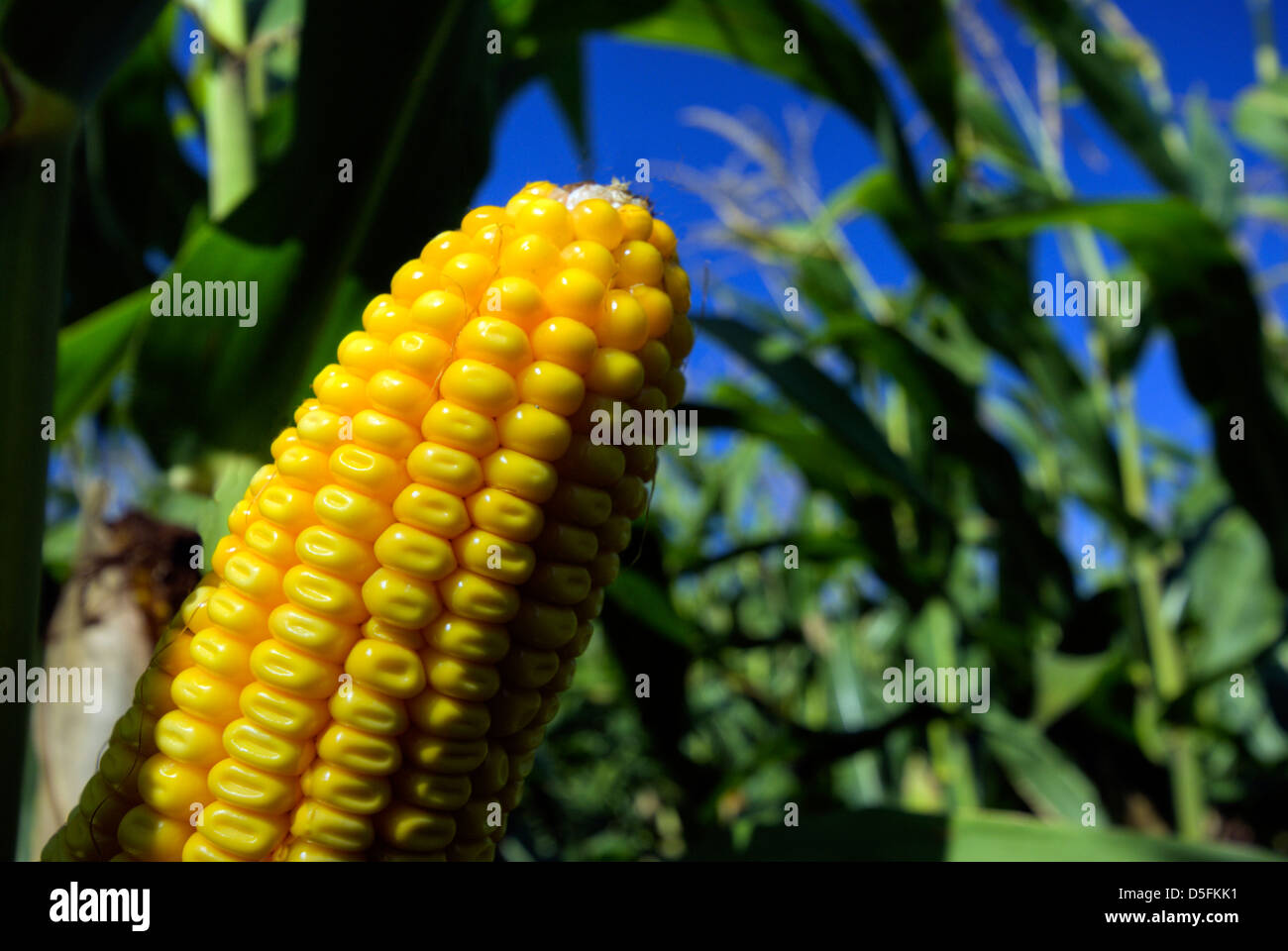 Vista dettagliata del mais in campo di grano Foto Stock