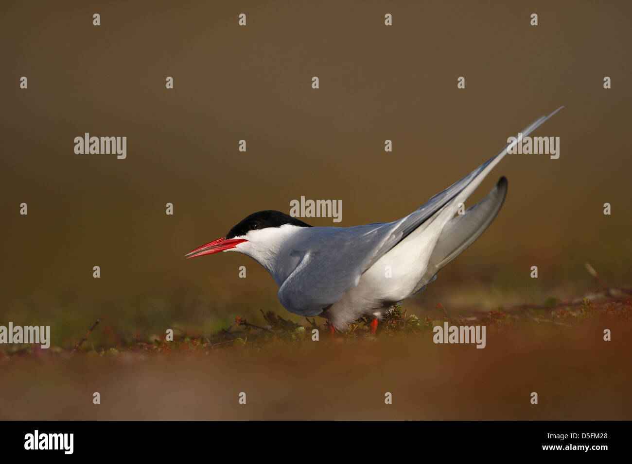 Arctic Tern (sterna paradisaea) sulla tundra Foto Stock