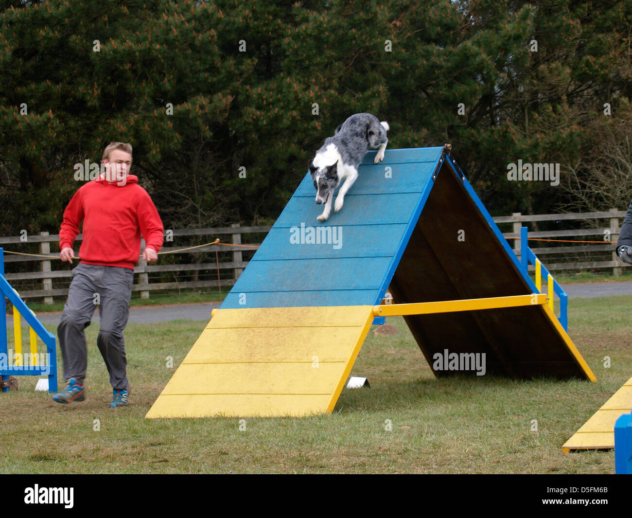 Dog agilità concorrenza, Cornwall, Regno Unito 2013 Foto Stock