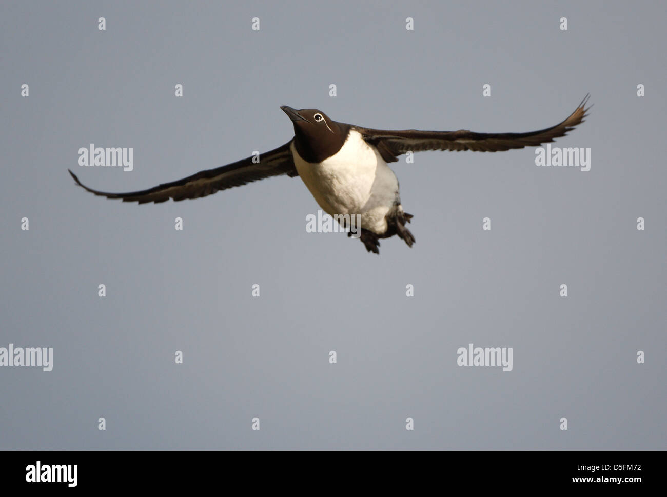 Murre comune / comune Guillemot (Uria aalge) in volo Foto Stock