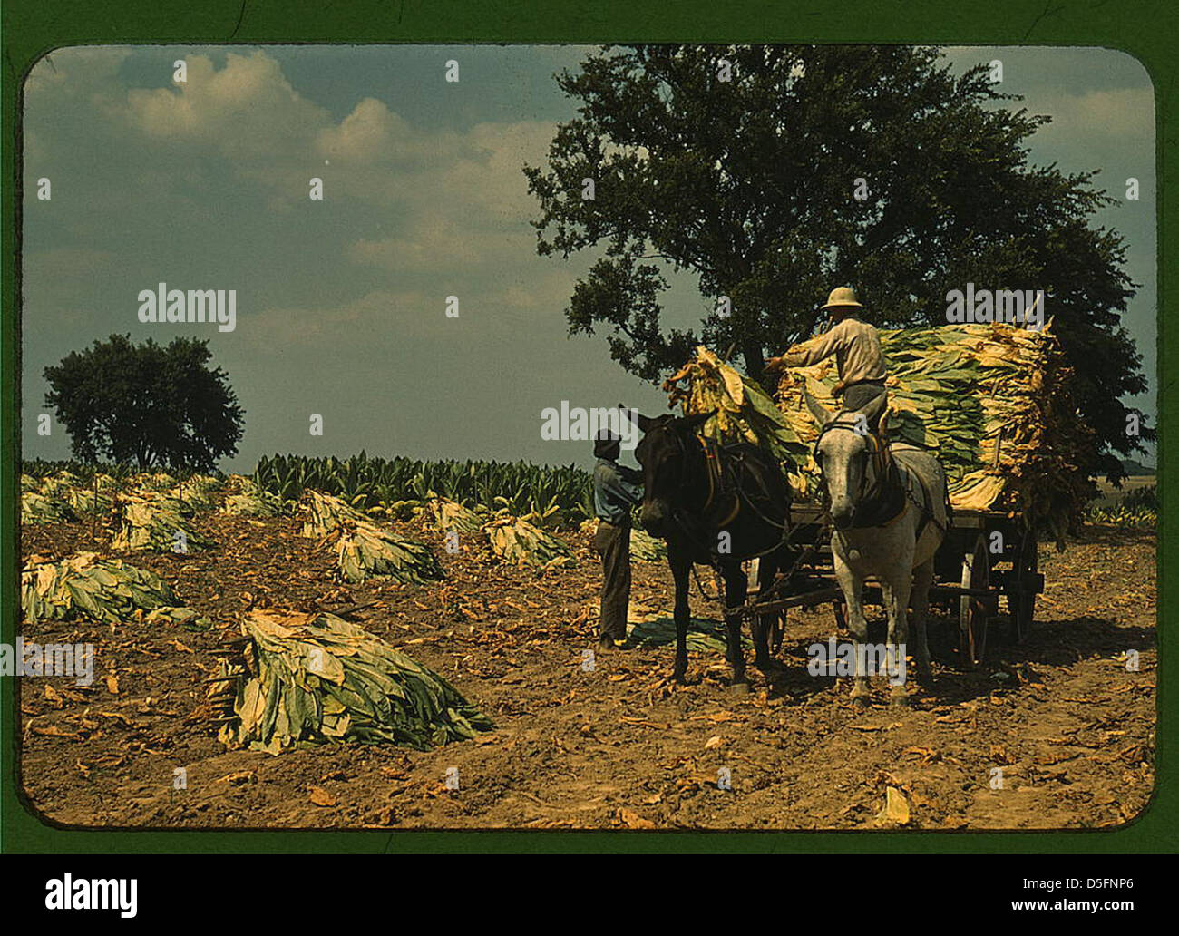 Prendendo il tabacco Burley dai campi, dopo che è stato tagliato, per asciugare e curare nel fienile, Russell Spears 'fattoria, vicino a Lexington, Ky. (LOC) Foto Stock
