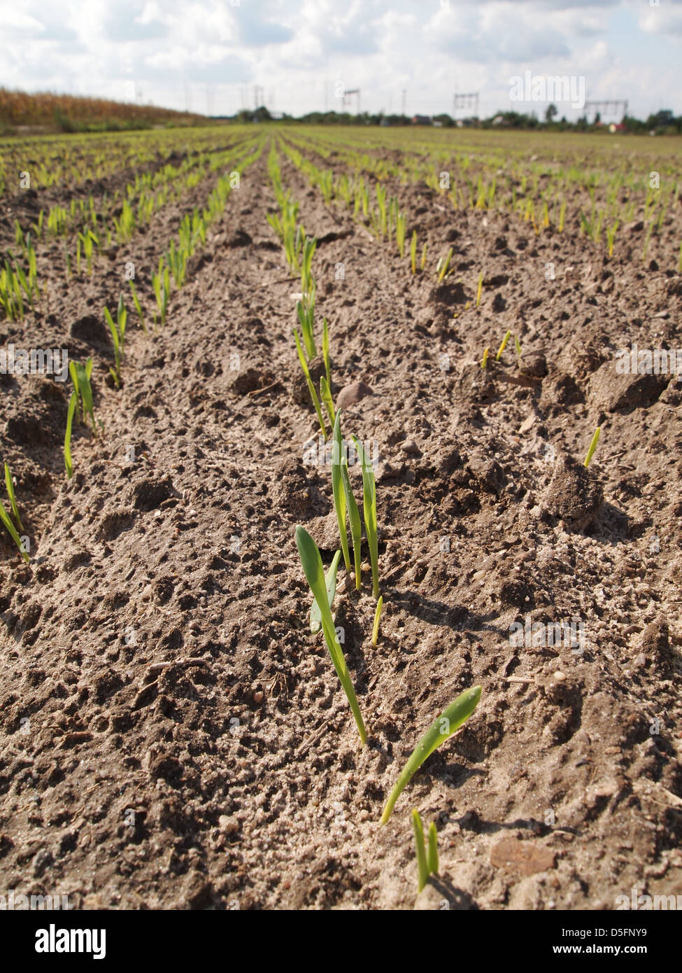 Piantine di orzo invernale Foto Stock