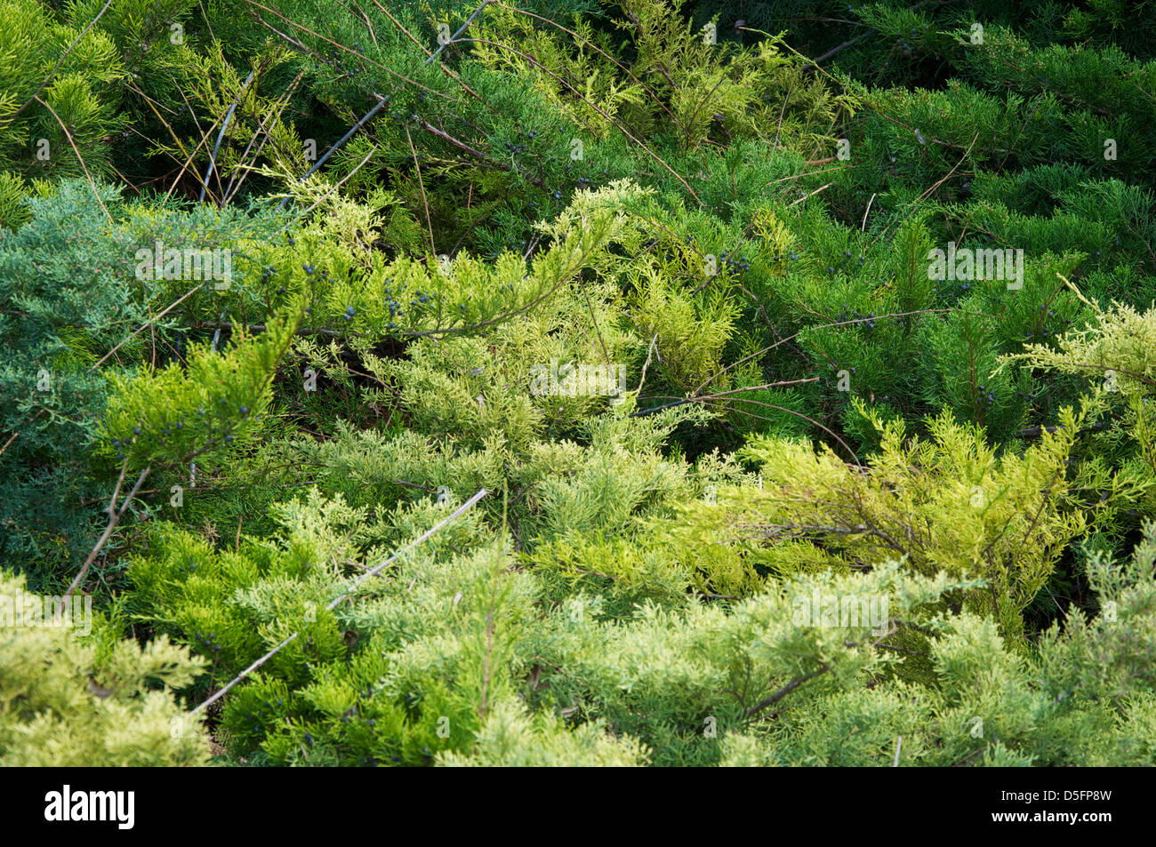 Close-up di diverse sfumature di verde di alberi Foto Stock