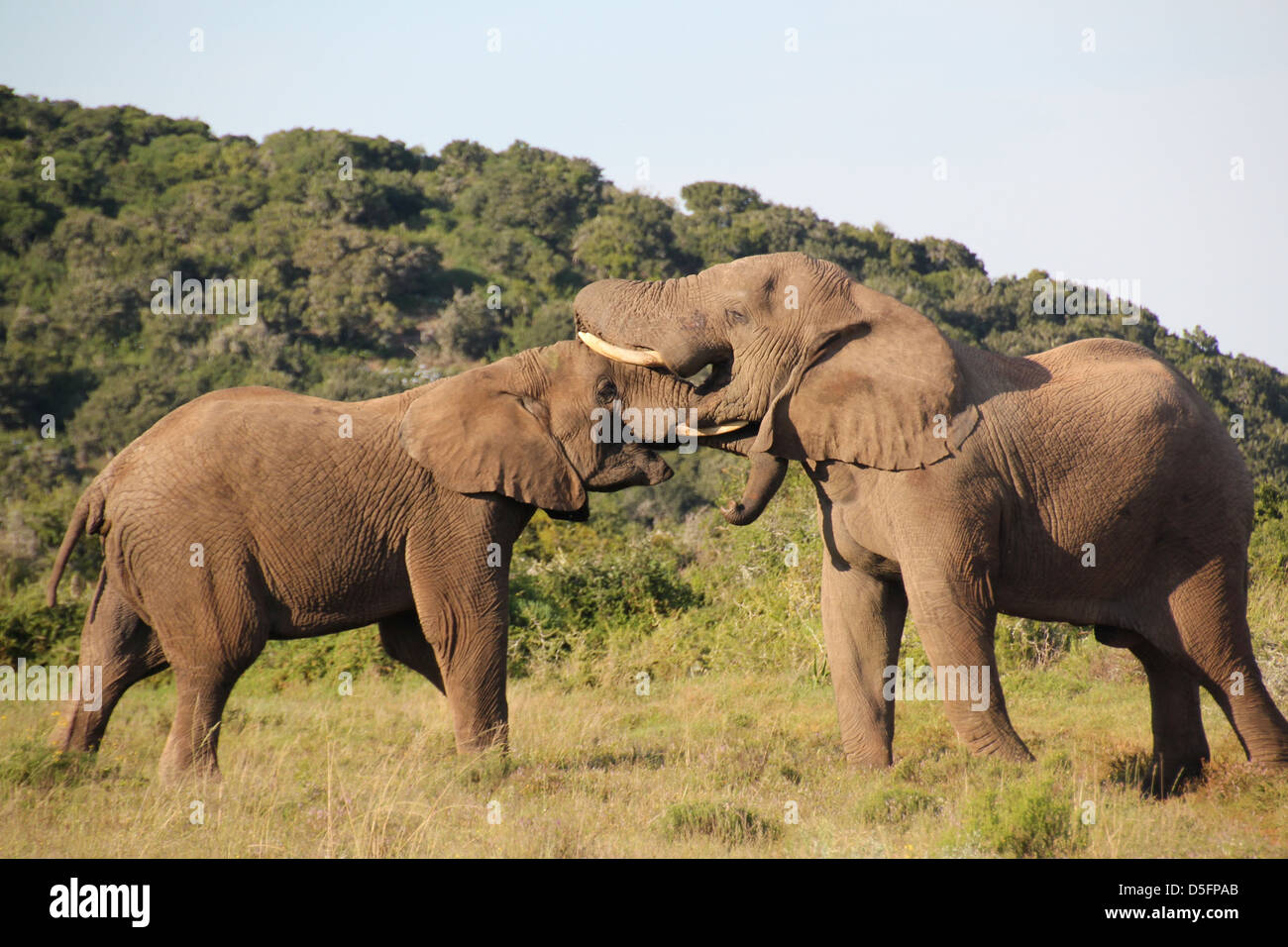 Gli elefanti selvatici avente una discussione! Foto Stock