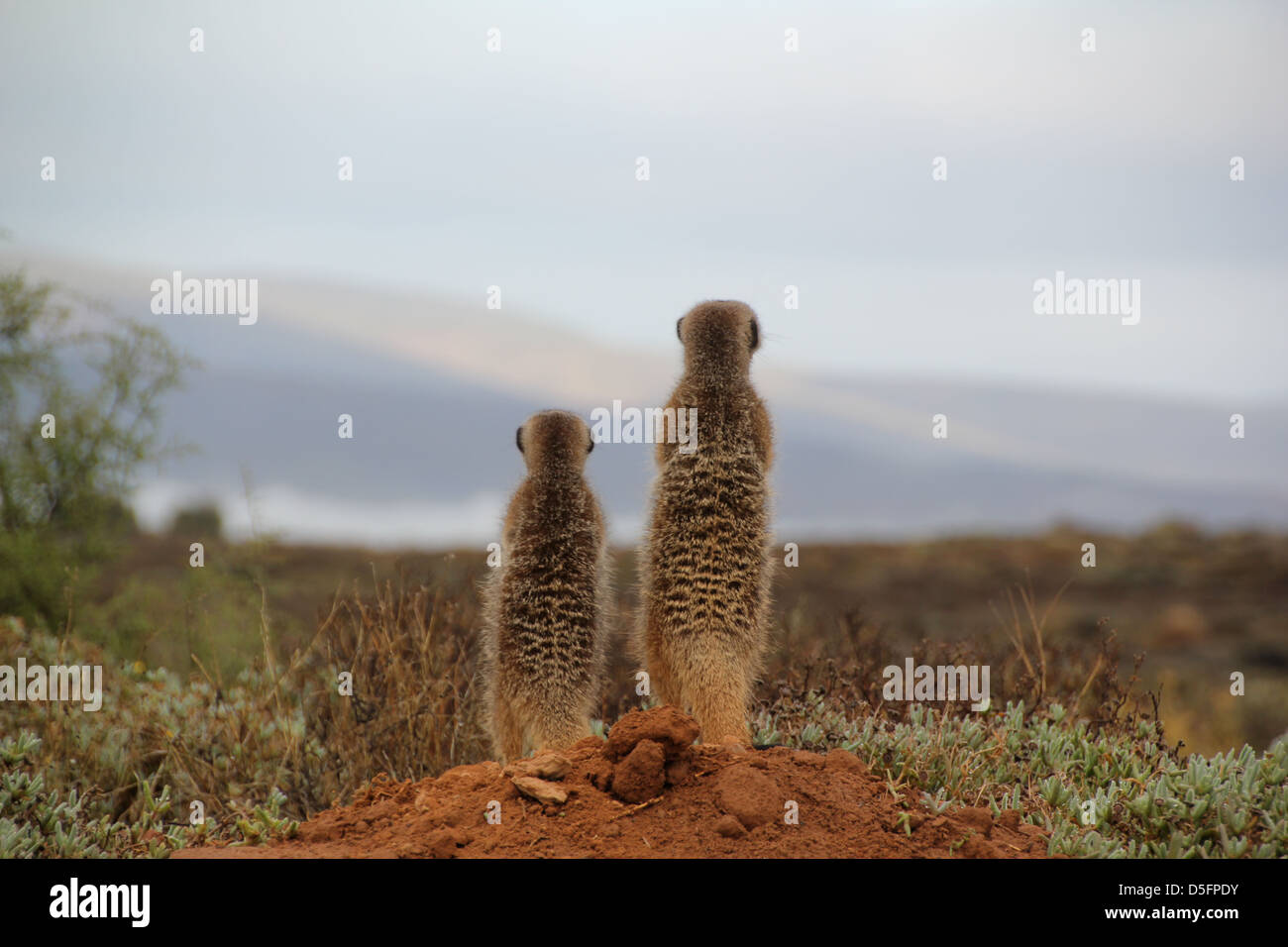 Hanno bisogno di una diversa vista in modo perdono la mia schiena! Foto Stock