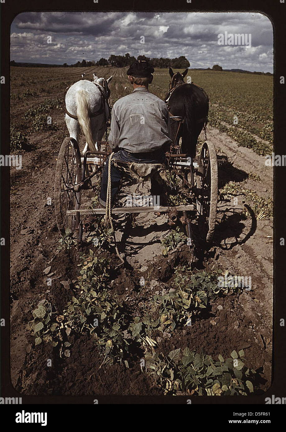 Bill Stagg girando fino fagioli pinto, torta Town, Nuovo Messico (LOC) Foto Stock