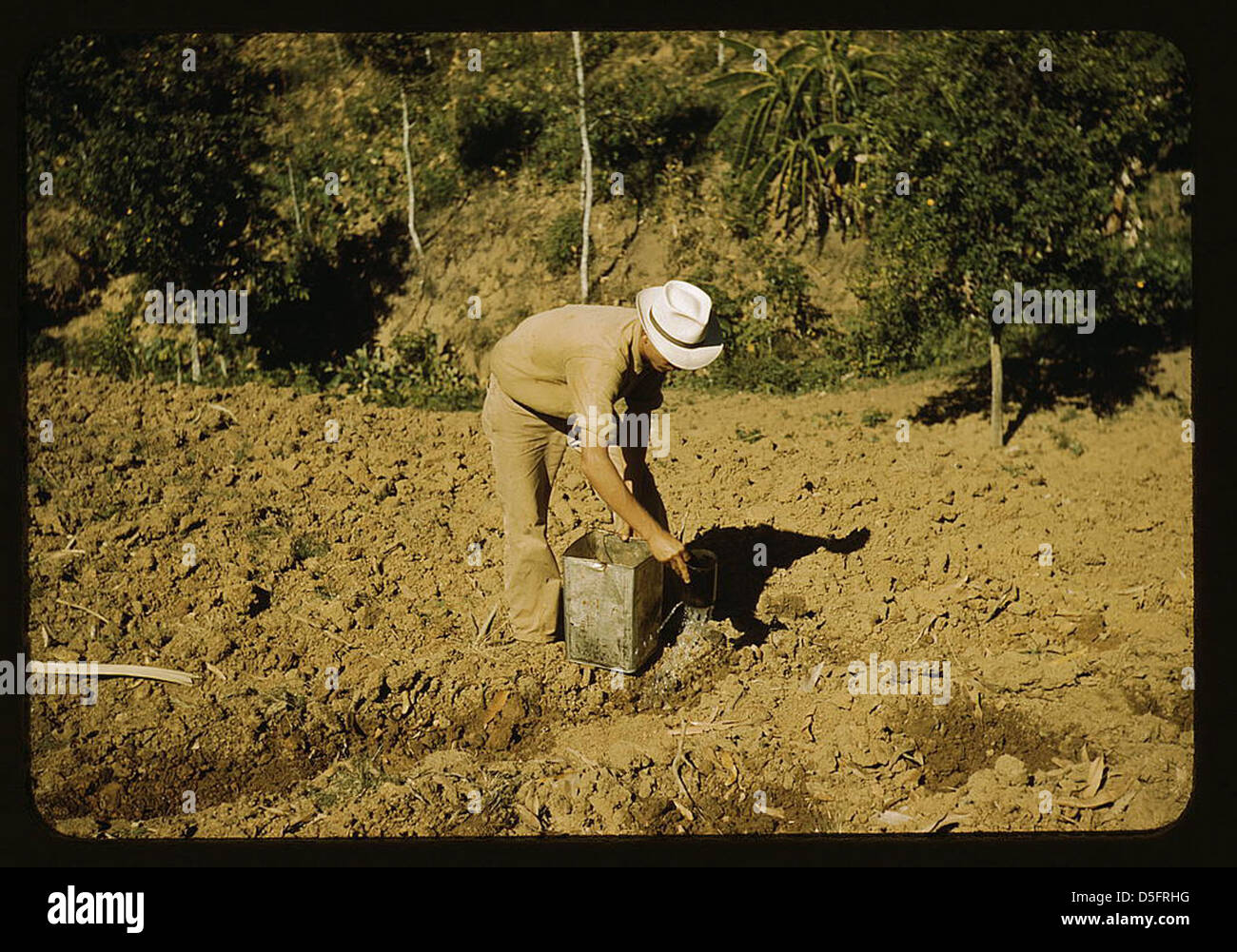 Una fotografia del 1942 mostra un membro della cooperativa di pomodori Yauco che piantava pomodori nella sua fattoria sulle colline di Yauco, Porto Rico. Questa immagine della Biblioteca del Congresso cattura la vita agricola a Porto Rico durante gli anni '1940 Foto Stock