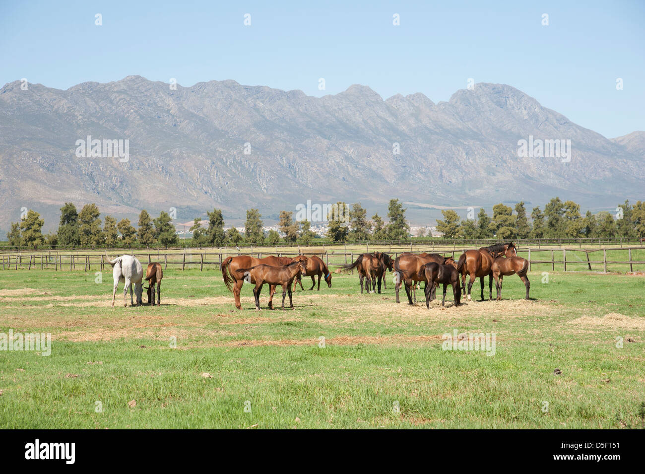 I cavalli purosangue pascolare in un campo, Western Cape Sud Africa Foto Stock
