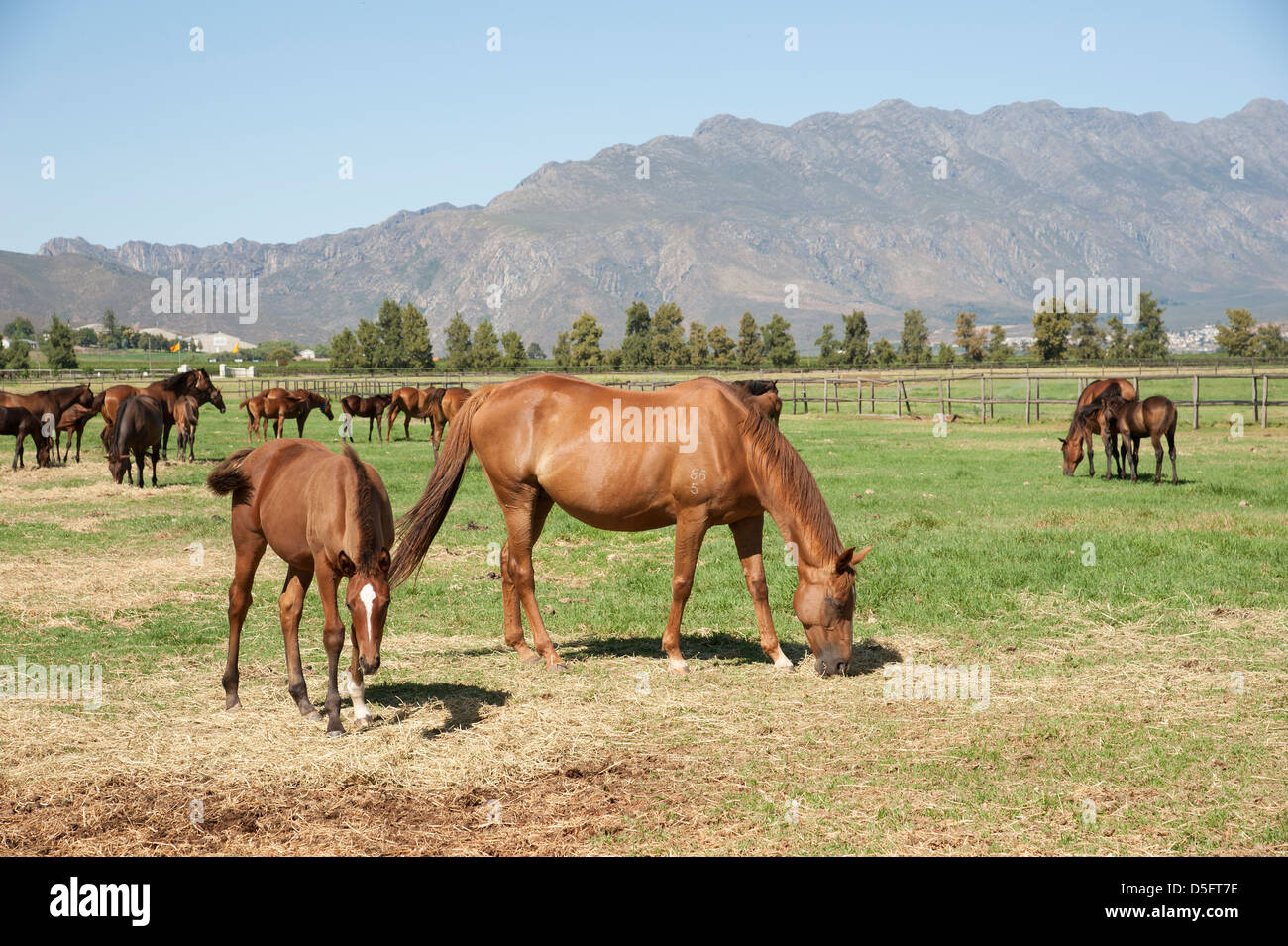 I cavalli purosangue pascolare in un campo, Western Cape Sud Africa Foto Stock