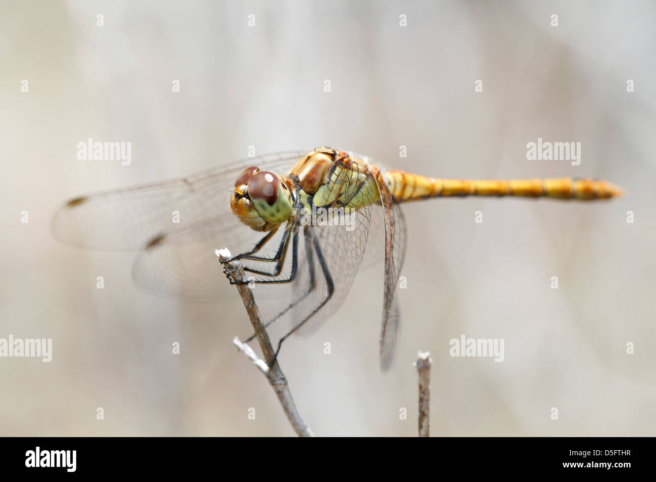 Una libellula attende una preda in piedi su un ramo secco Foto Stock