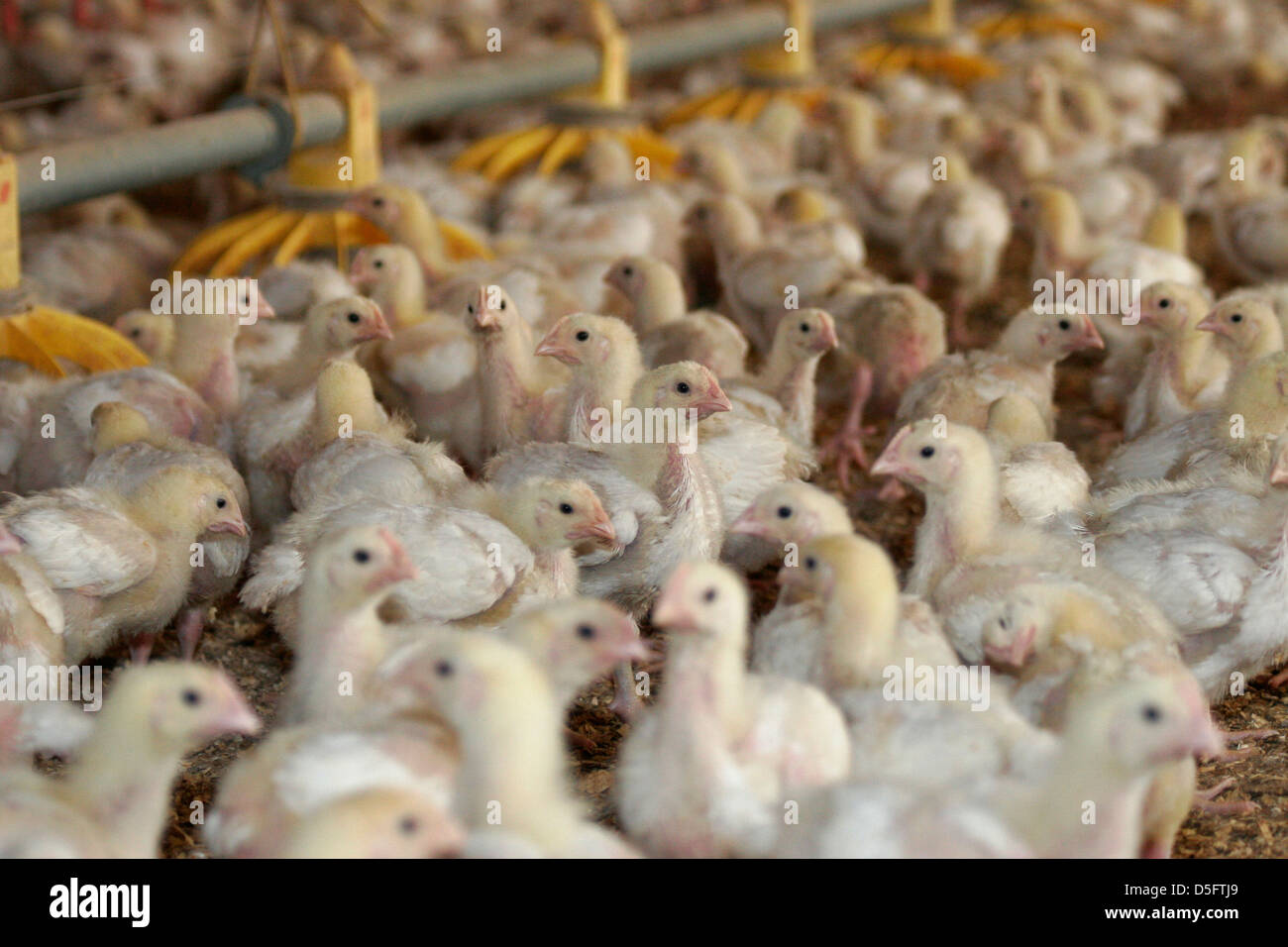 I pulcini sono visto su una fattoria di pollo nell'isola di Mallorca. Foto Stock