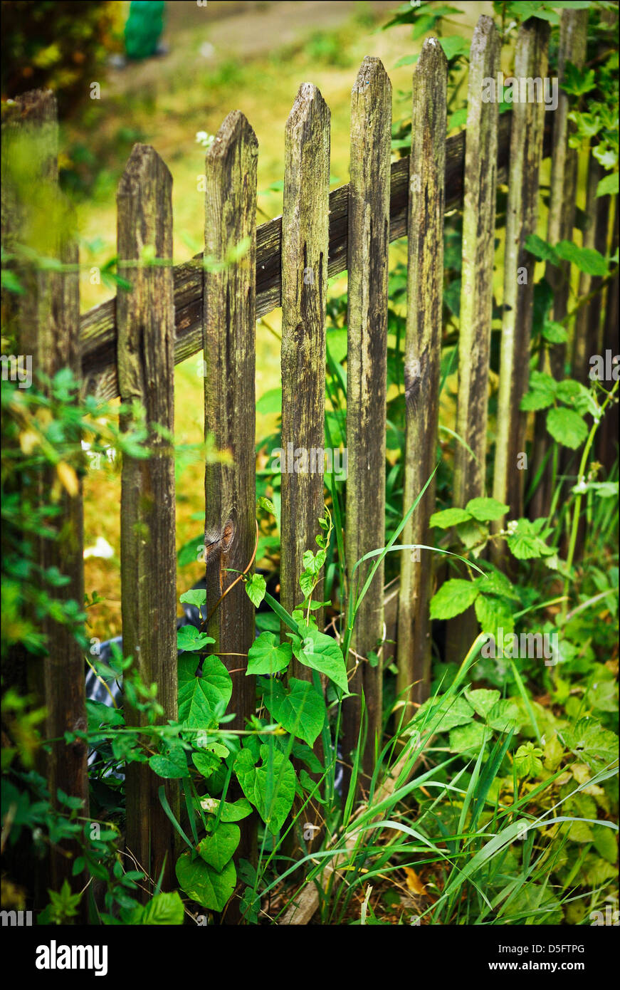 In legno rustico Recinzione da giardino con piante selvatiche e fiori che crescono su di esso. WANSTEAD London E11 Foto Stock