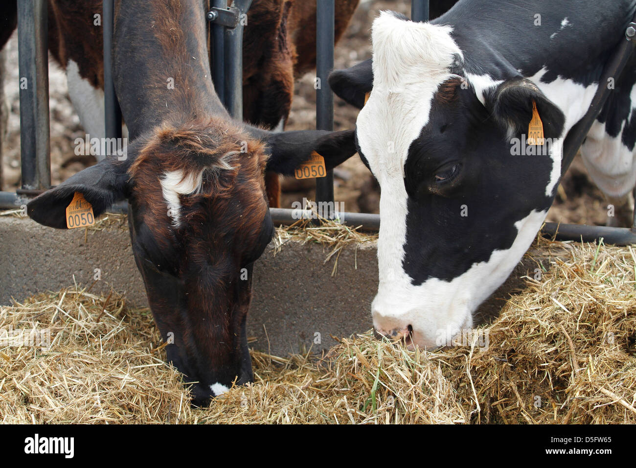 Le mucche al pascolo a farm in Spagna in Mallorca Island. Foto Stock