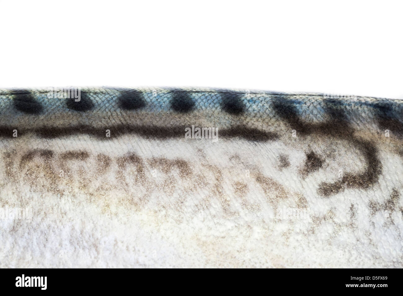 Close Up della pelle a motivi geometrici di un pesce Mackeral. Foto Stock