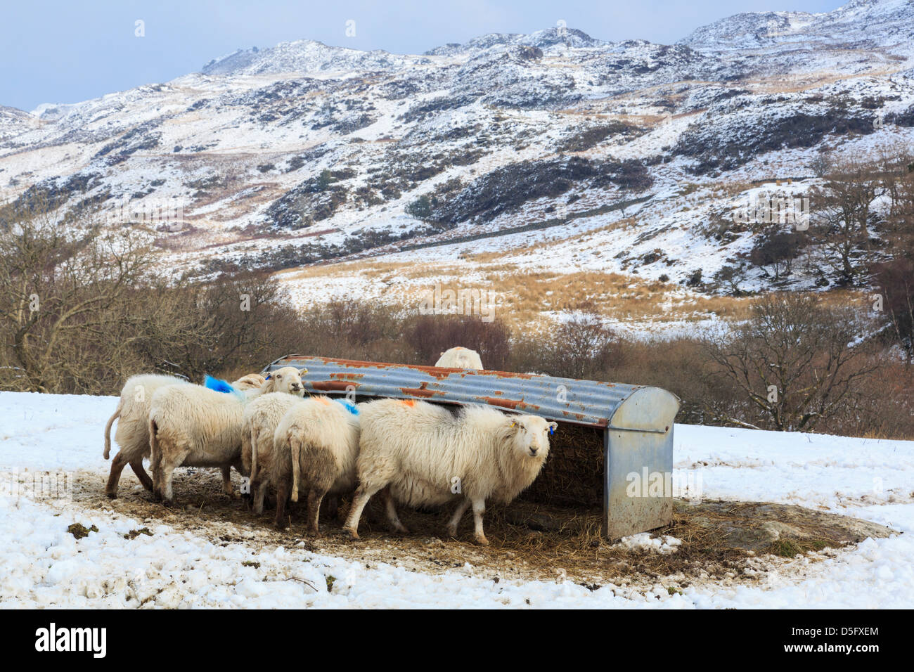 Razza rustica di Welsh le pecore di montagna l'alimentazione da un trogolo di alimentare nella neve su un altopiano di hill farm in Snowdonia uplands. Capel Curig Conwy Wales UK Foto Stock
