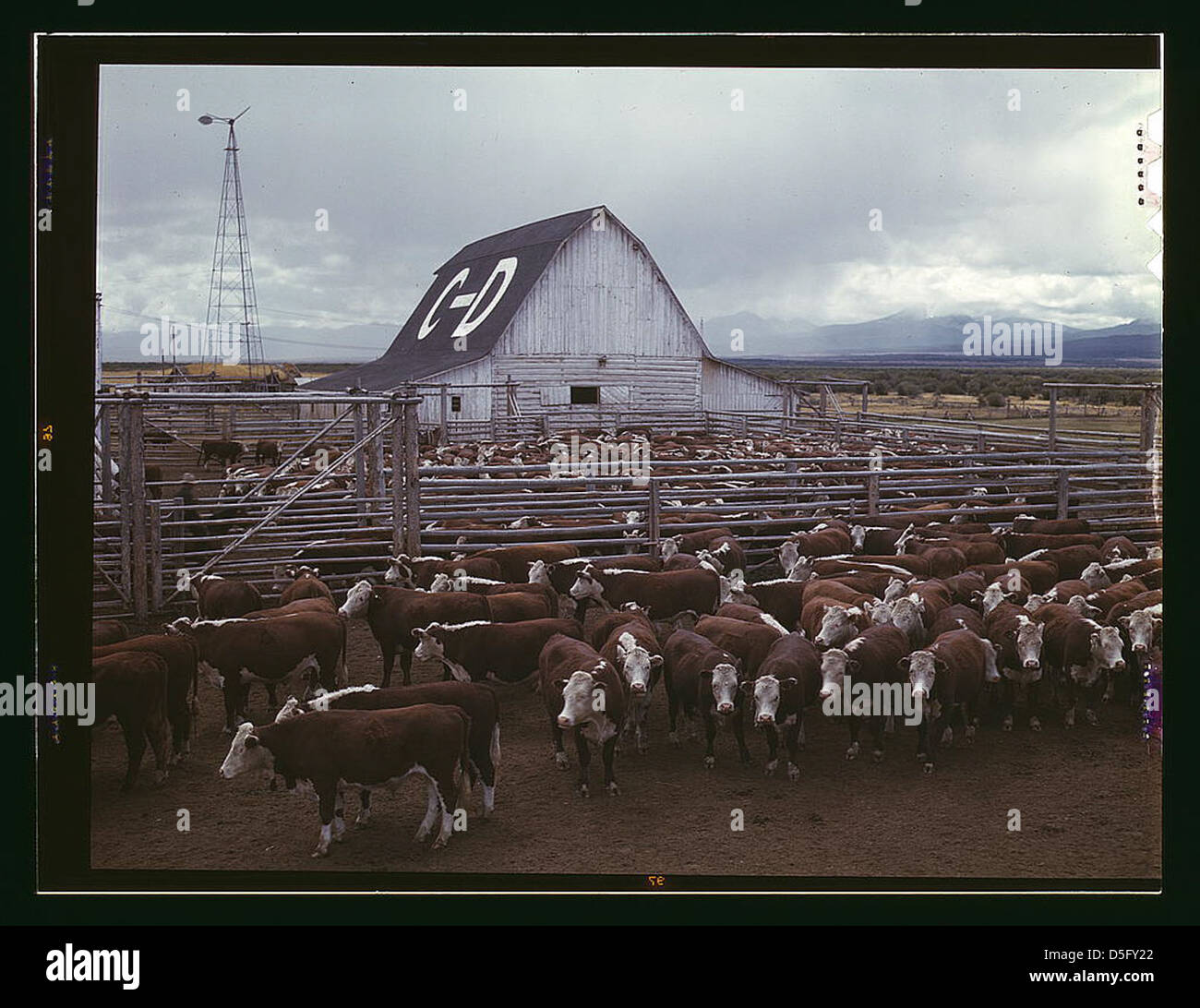 Il bestiame nelle stalle sul ranch, Beaverhead County, Mont. (LOC) Foto Stock