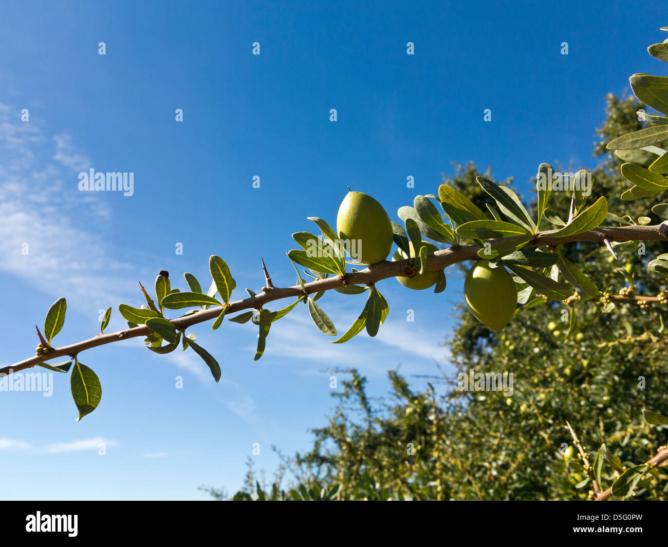 Chiusura del frutto immaturo su rami di albero di Argan in semi-deserto Sous valle del sudovest del Marocco Foto Stock