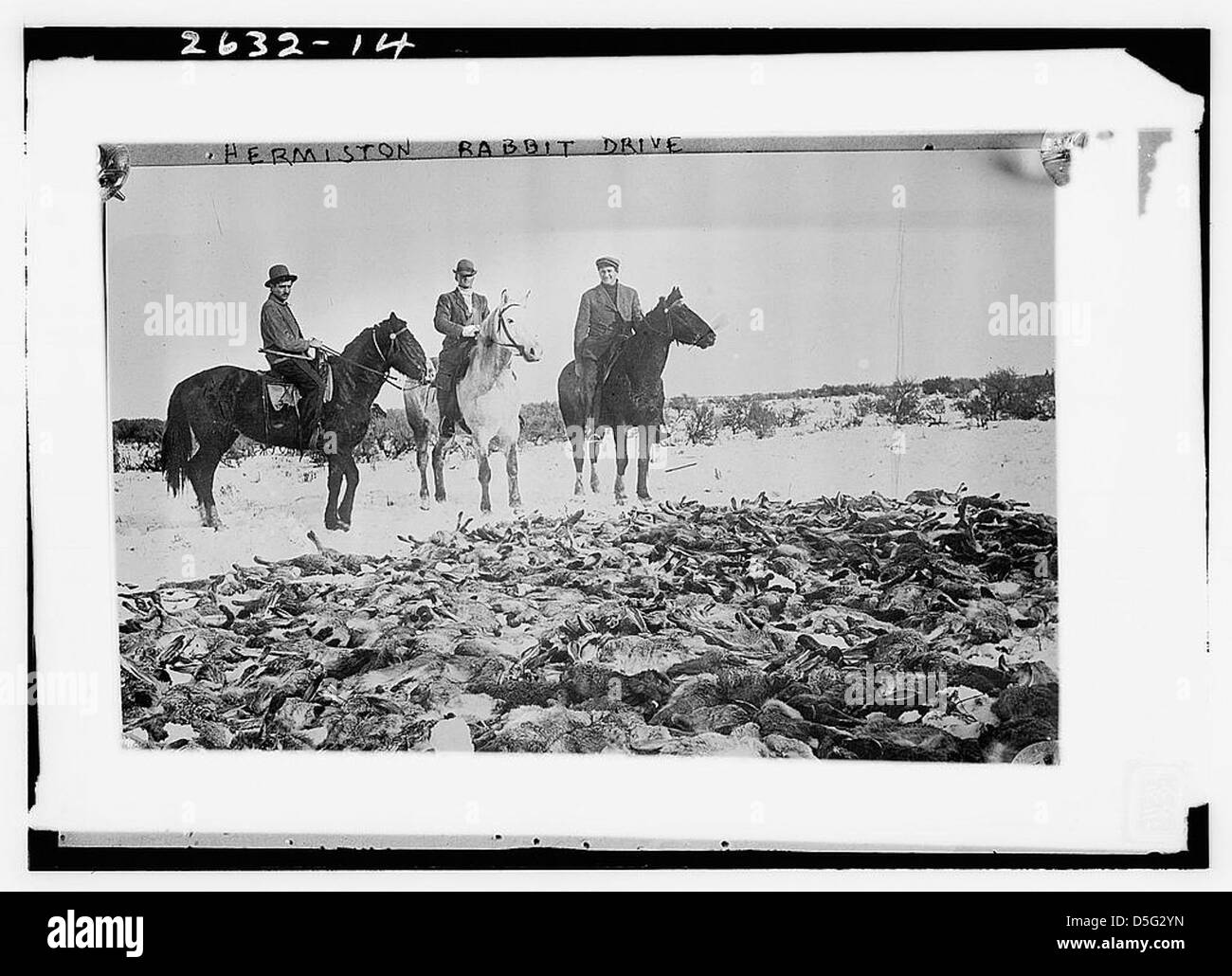 Coniglio Hermiston Drive (LOC) Foto Stock