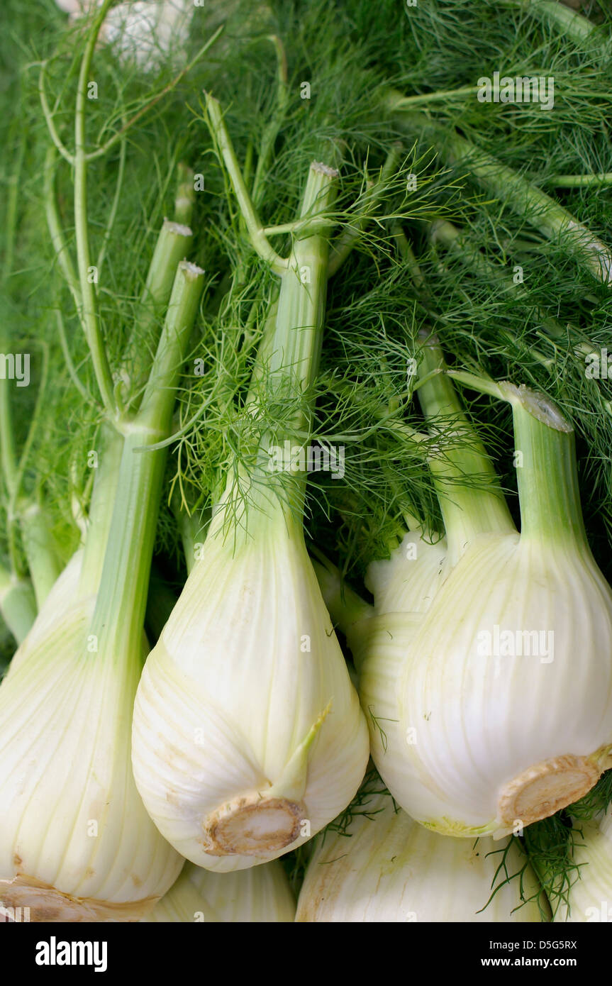 Le lampadine di finocchio pianta della lampadina Foto Stock