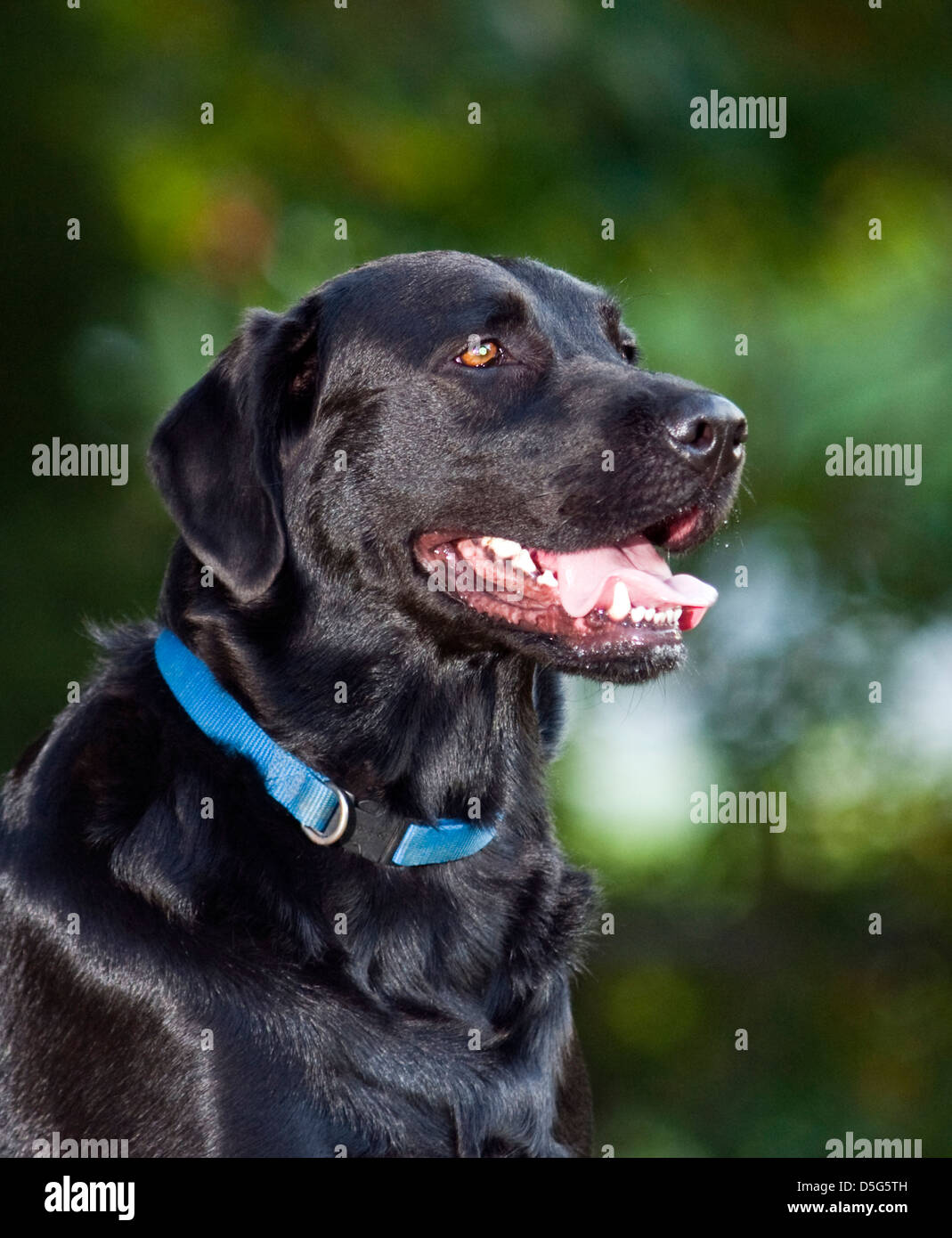 Adulto maschio nero Labrador Retriever nel tardo pomeriggio di sole (Canis lupus familiaris) Foto Stock