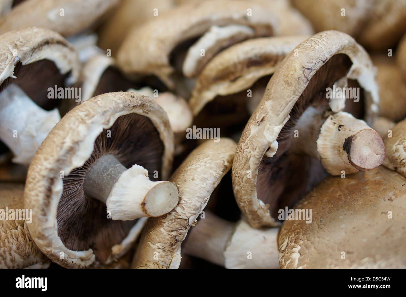 Funghi Shiitake Foto Stock