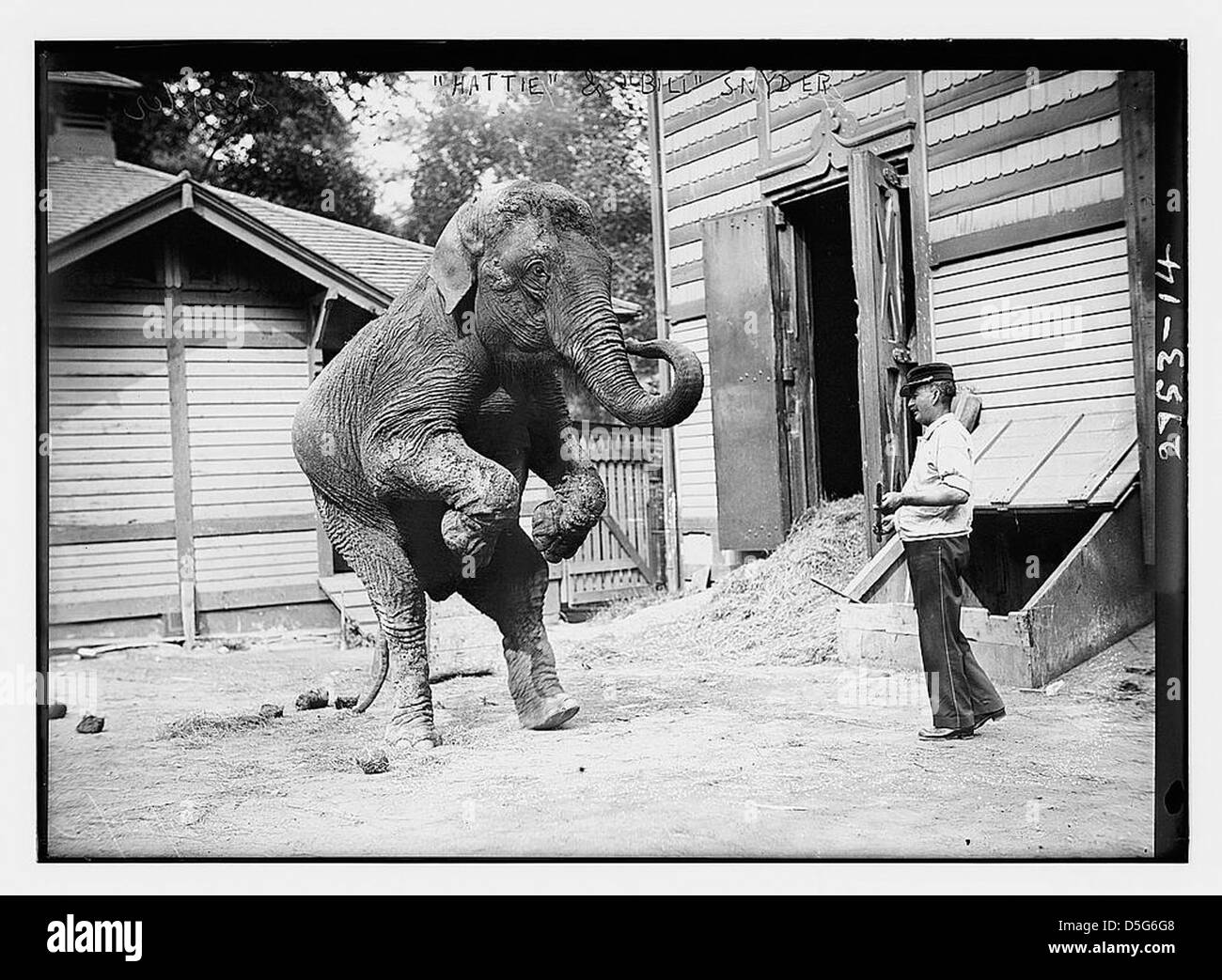 "Hattie' l'elefante e Bill Snyder (LOC) Foto Stock